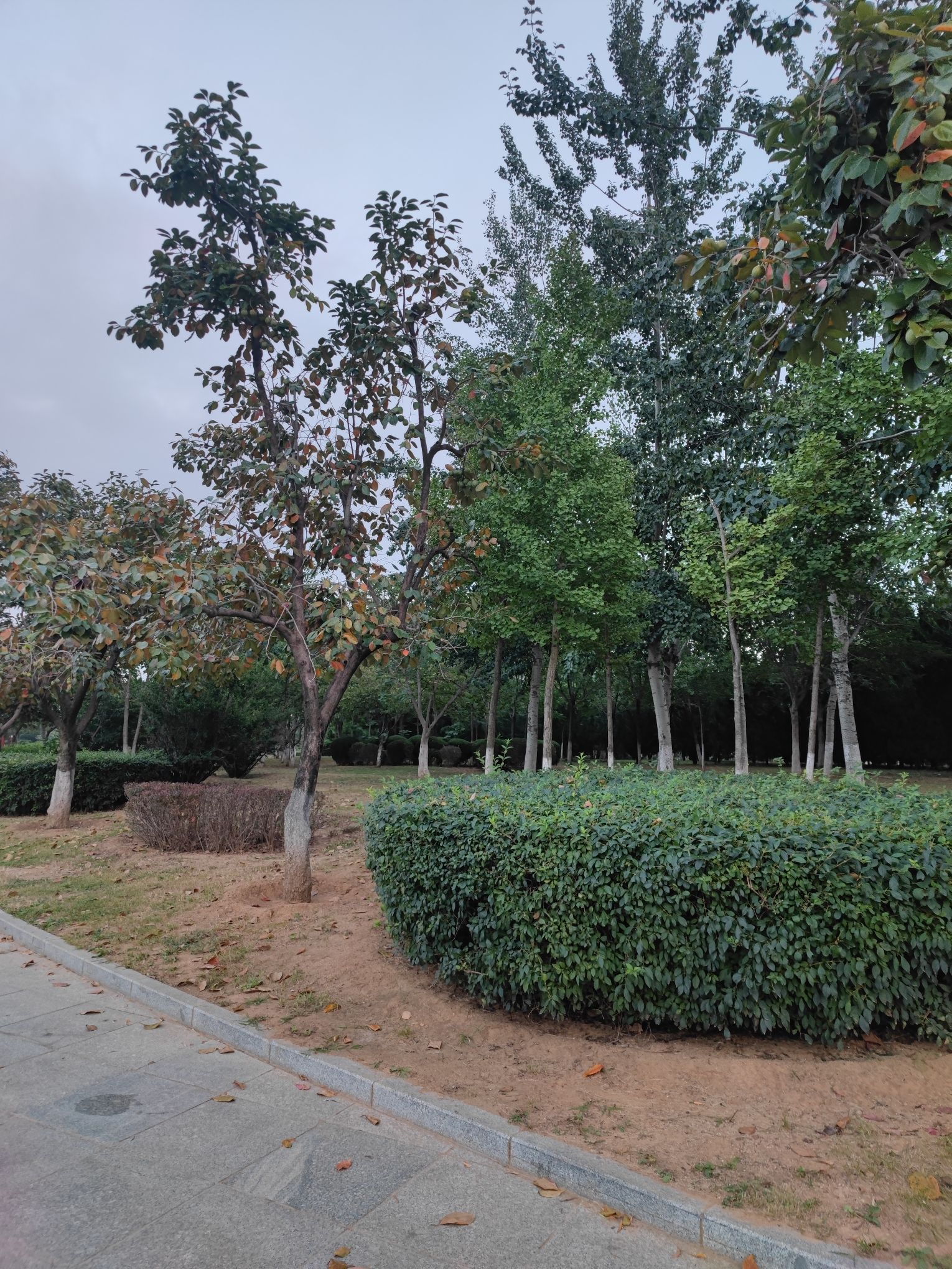 凤凰岭公园旅行图片 2