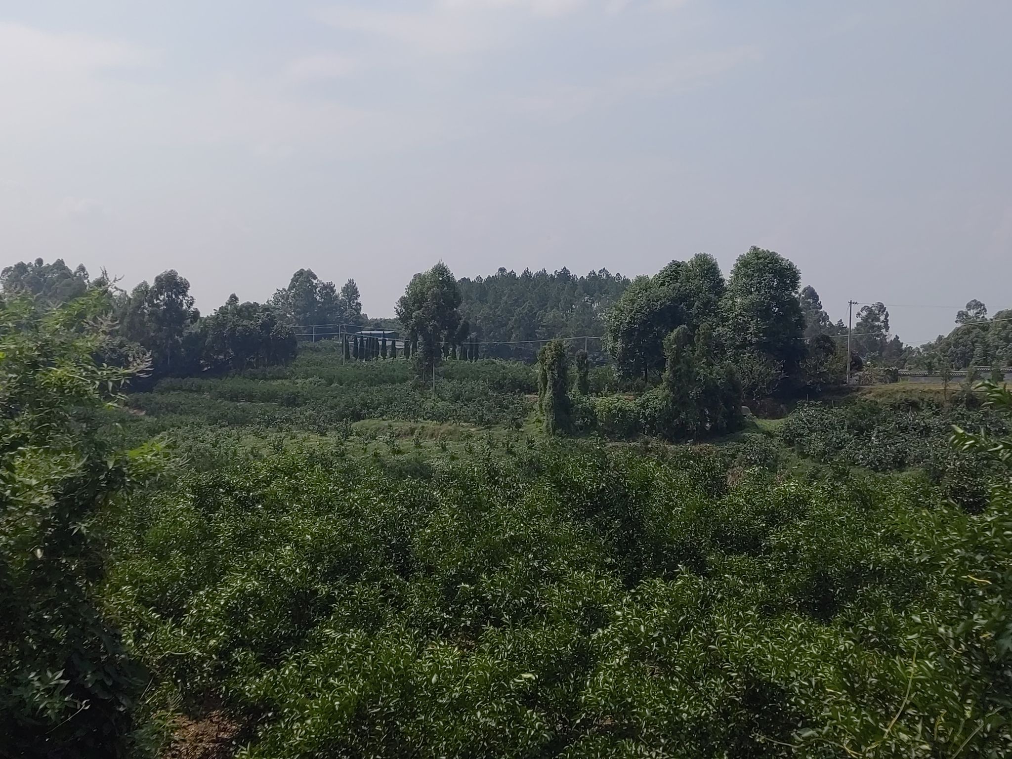 短松冈(苏洵家族墓地)旅行图片 1