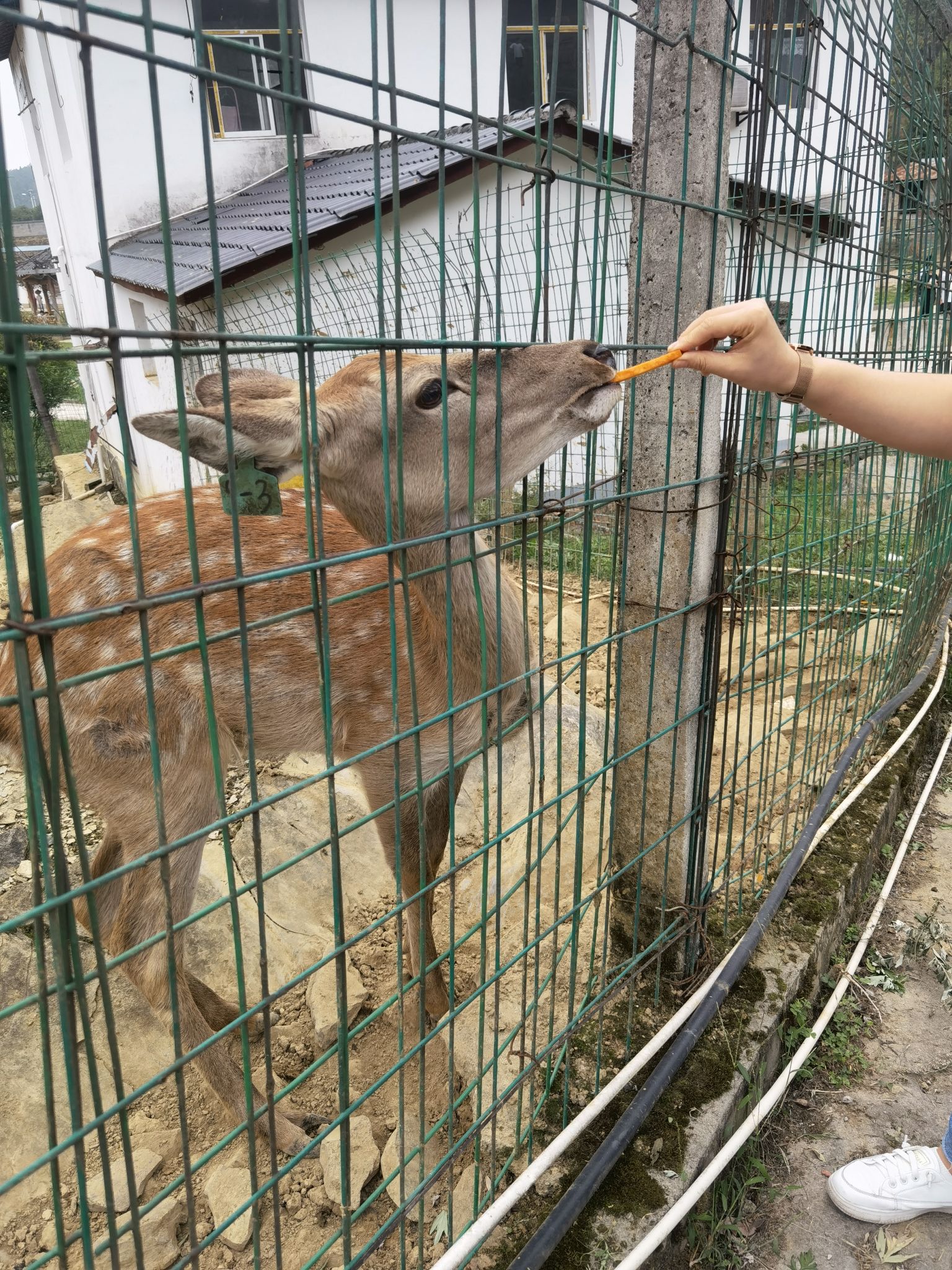 巴南羊鹿山常青国际养生园旅行图片 3