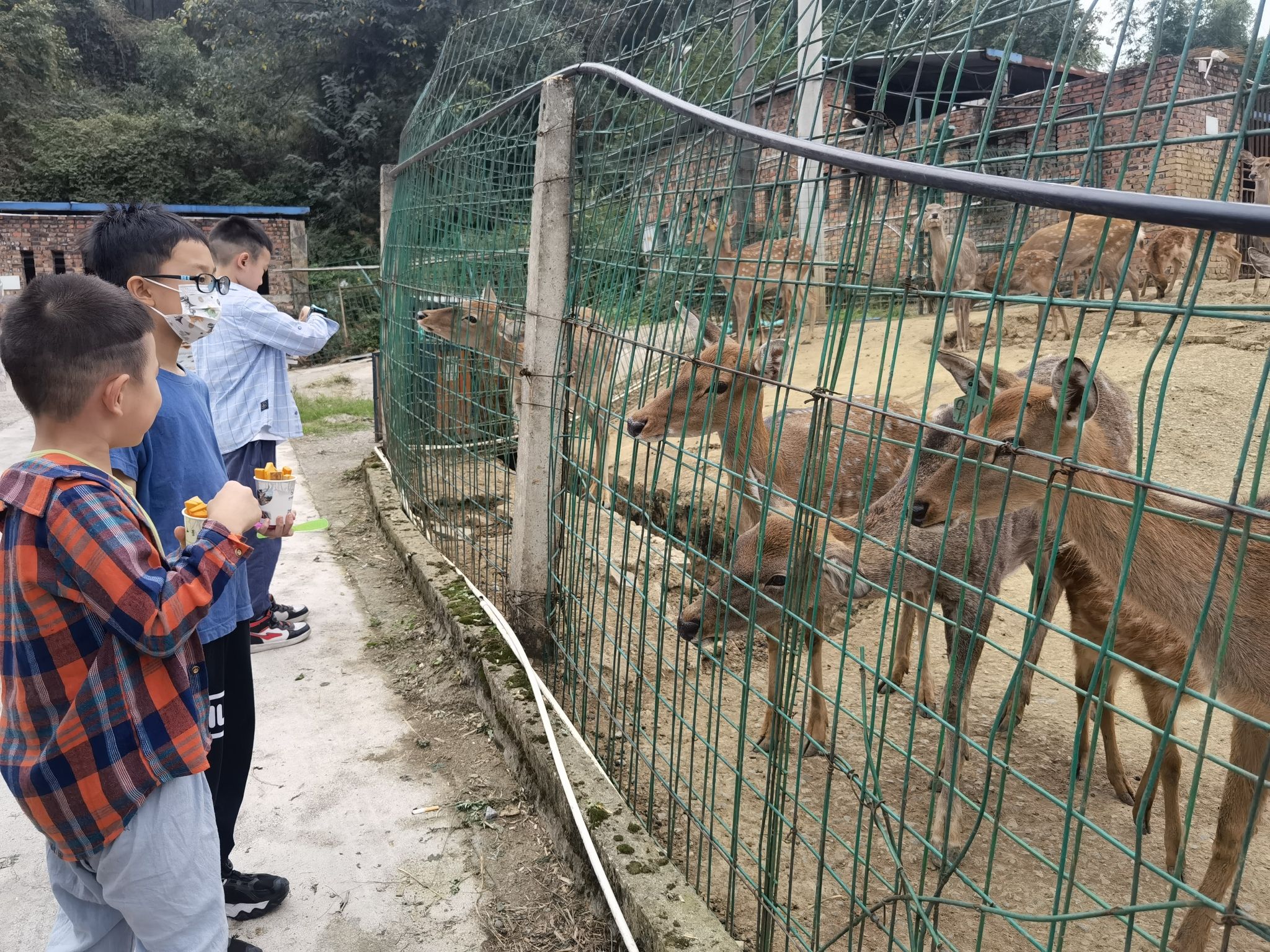 巴南羊鹿山常青国际养生园旅行图片 2