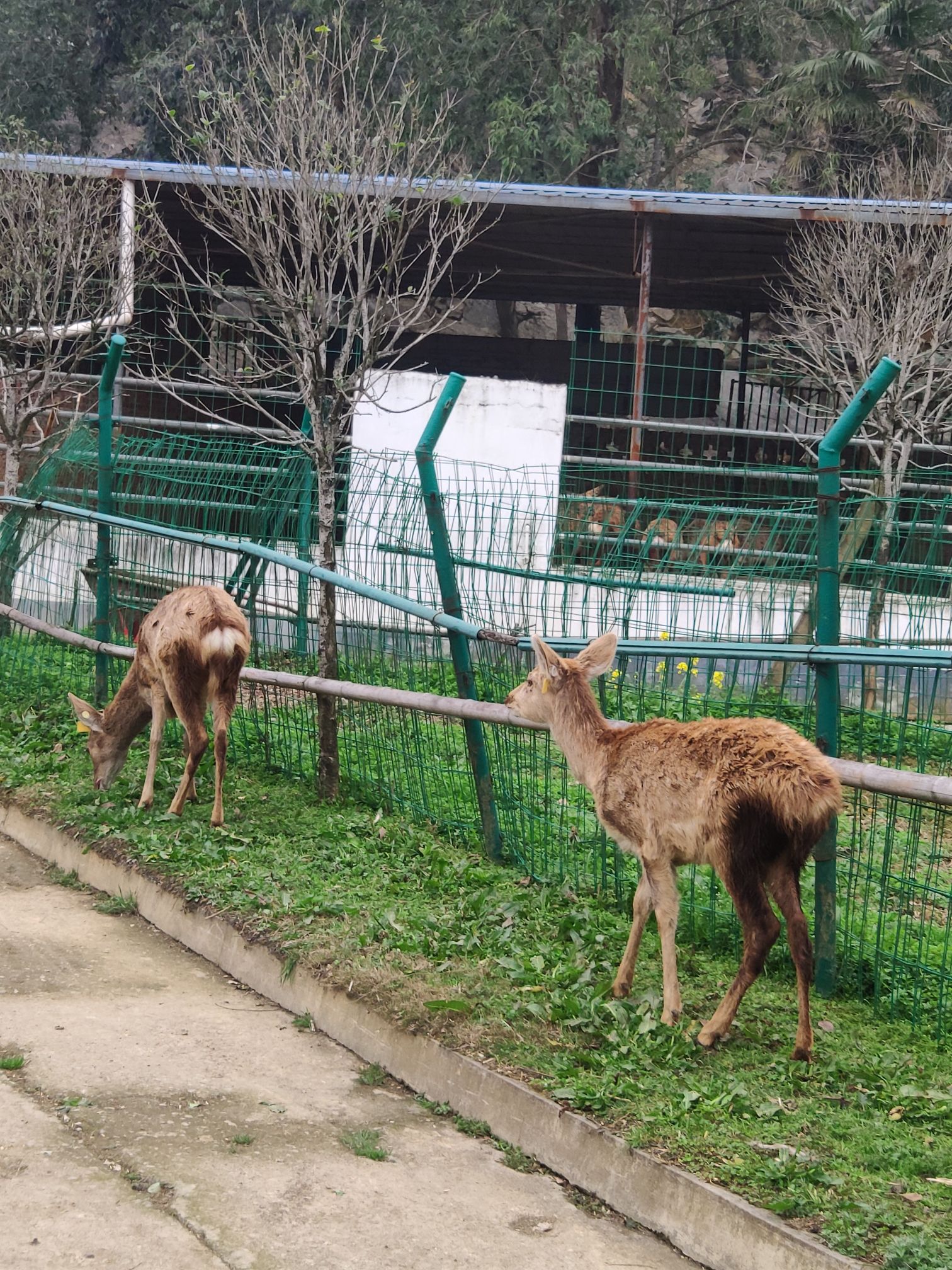 巴南羊鹿山常青国际养生园旅行图片 1
