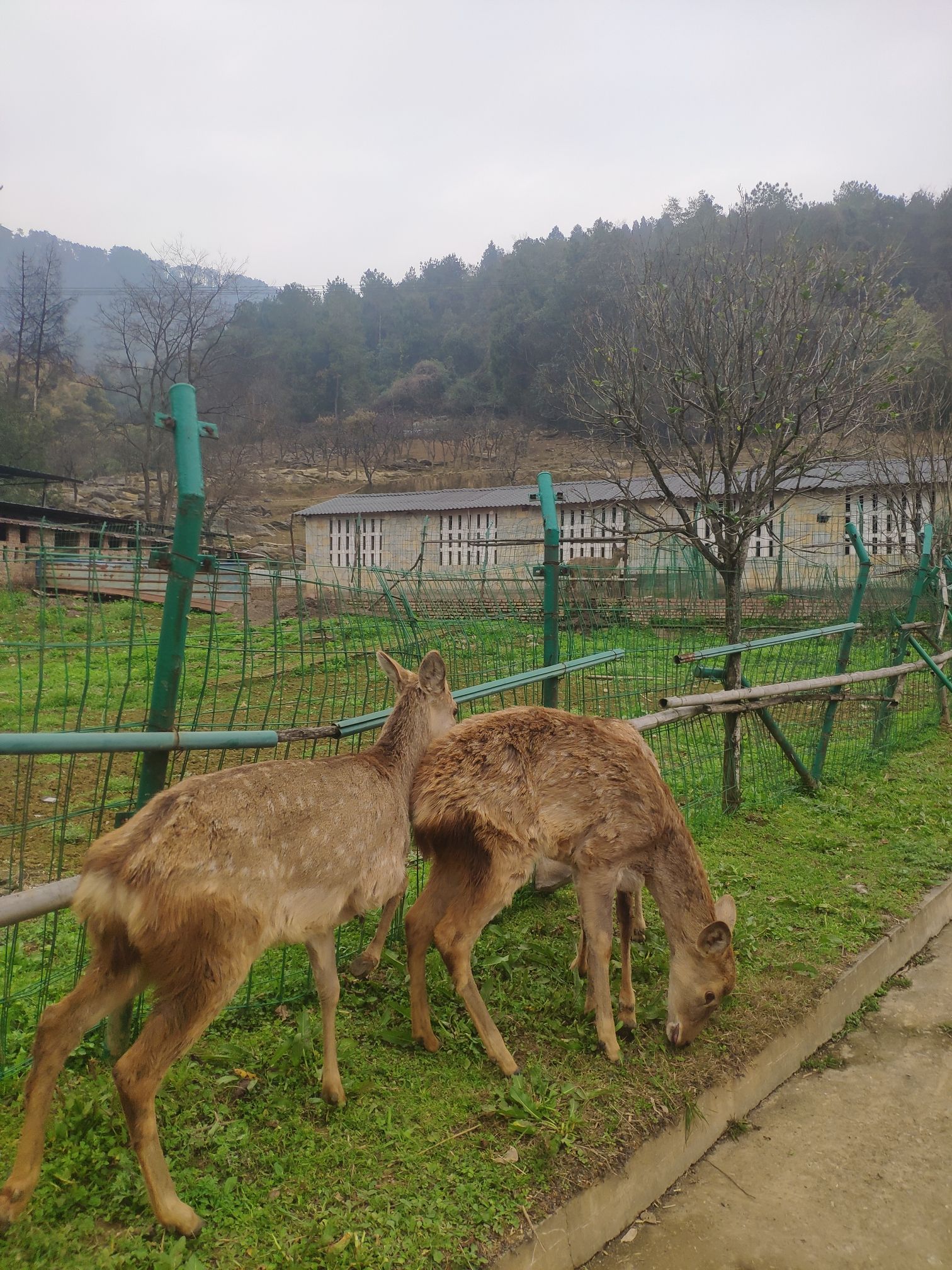 巴南羊鹿山常青国际养生园旅行图片 2