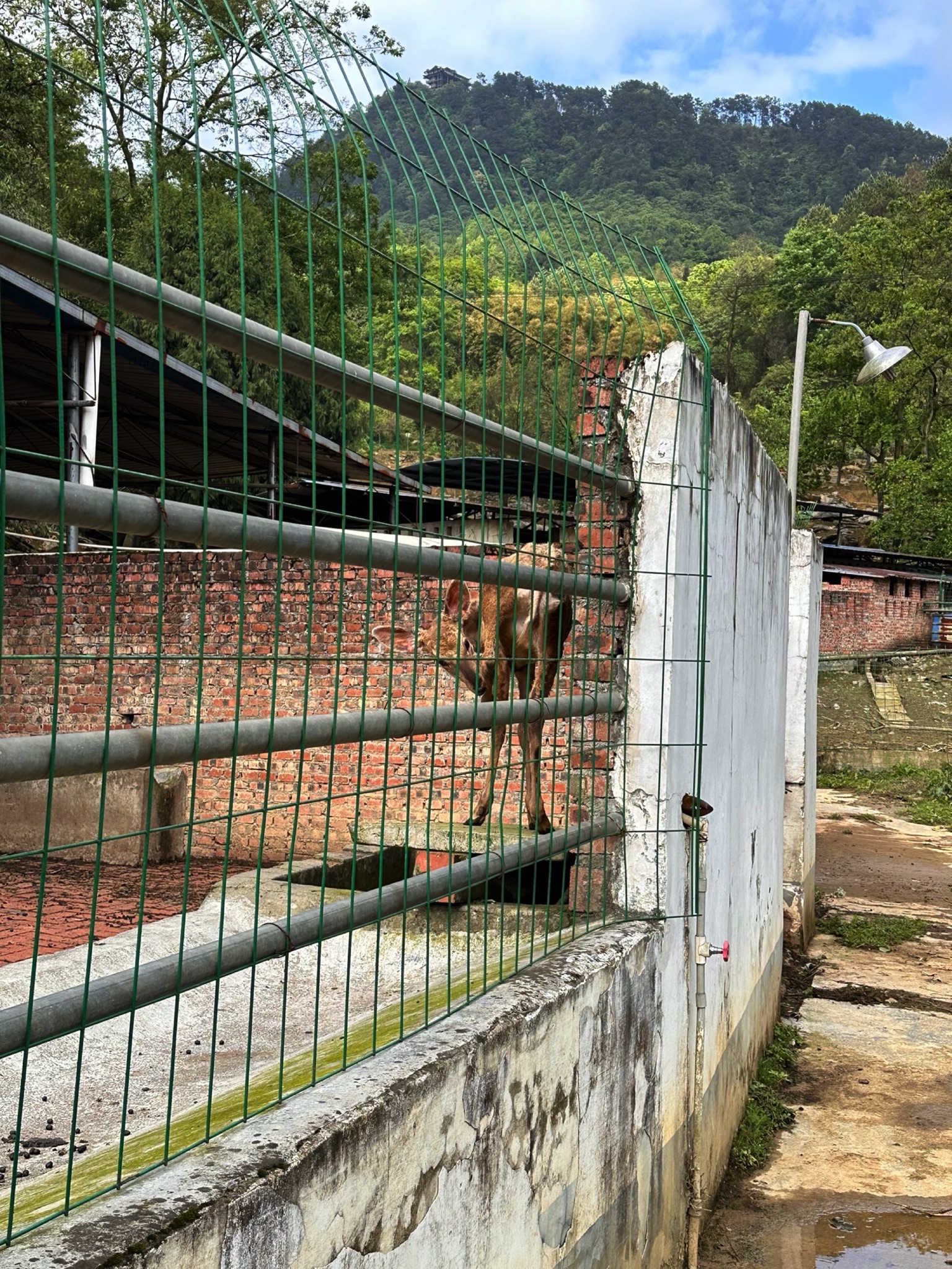 巴南羊鹿山常青国际养生园旅行图片 1