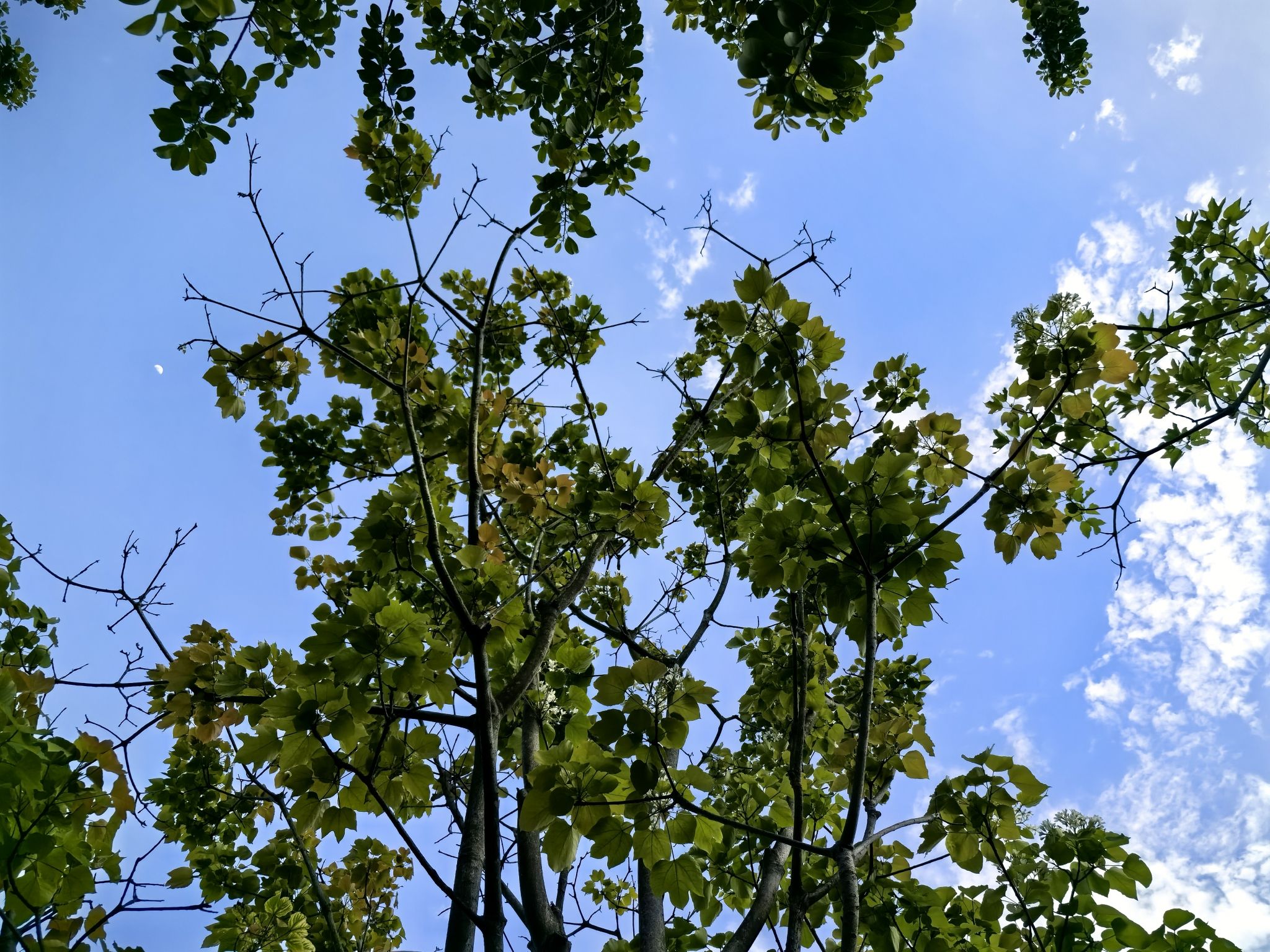 深圳沙井公园旅行图片 2