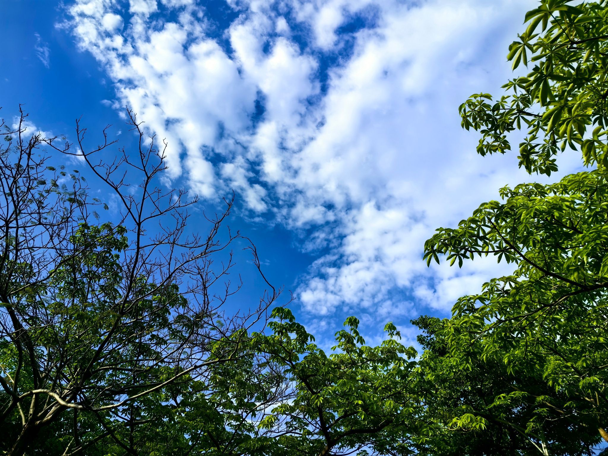 深圳沙井公园旅行图片 1