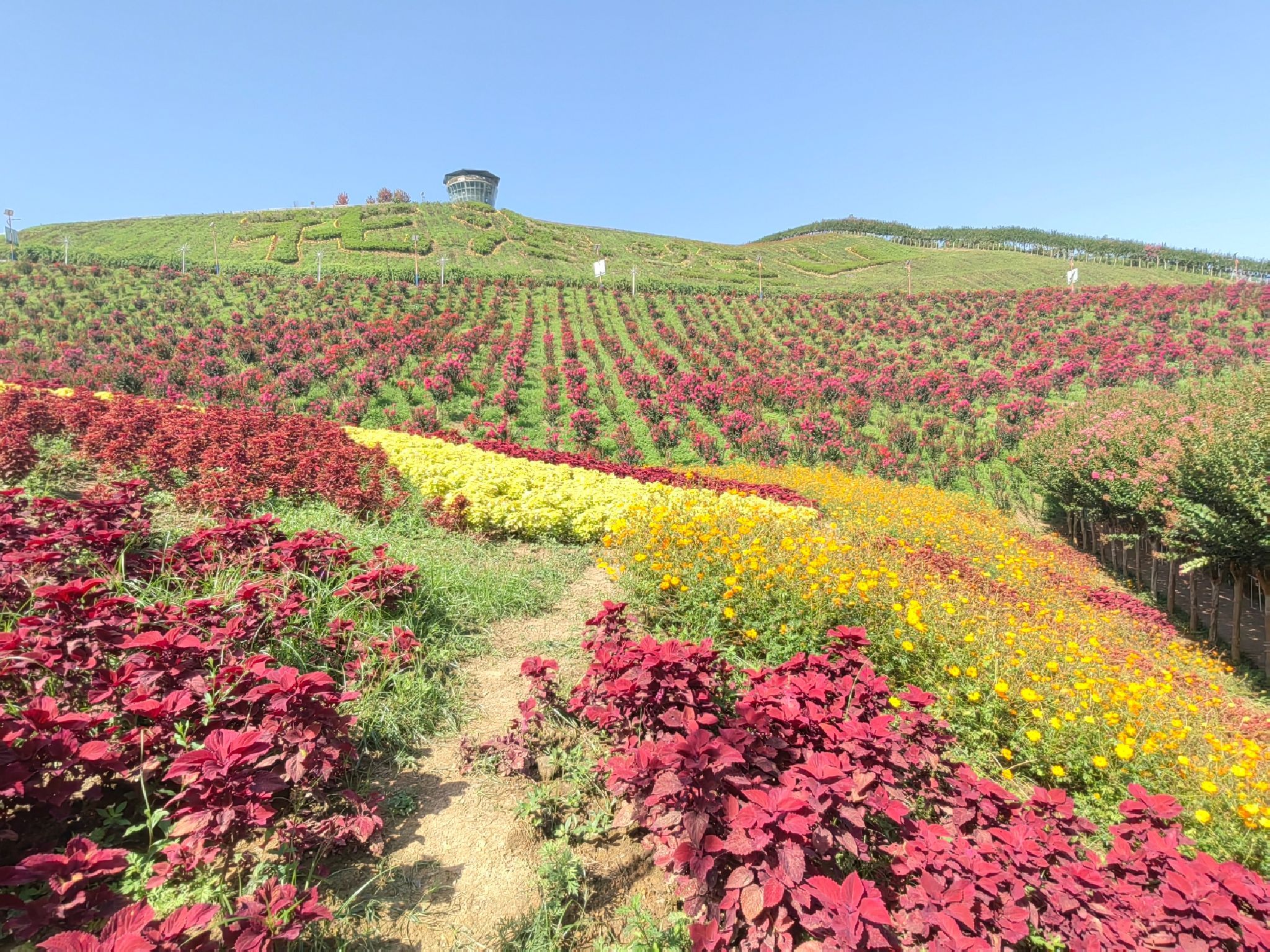 黔北花海旅行图片 1