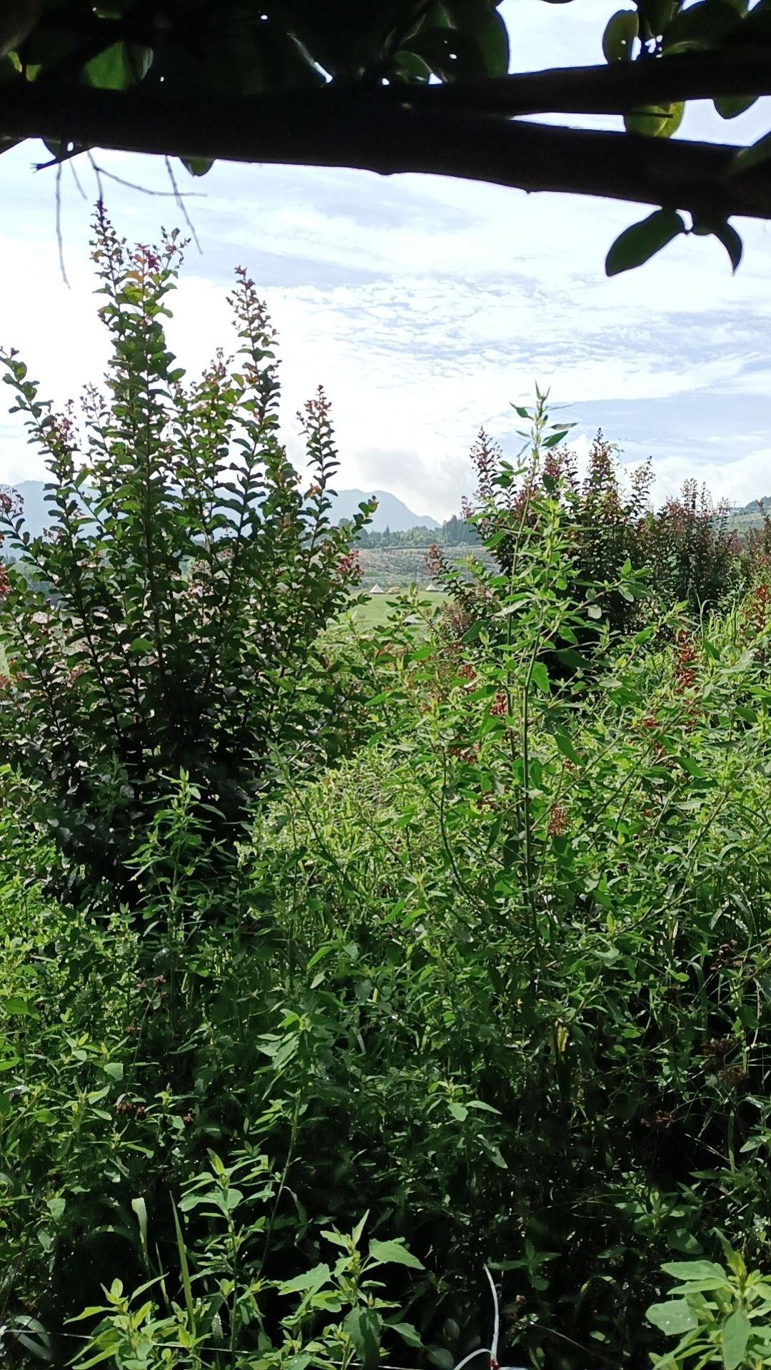 黔北花海旅行图片 3