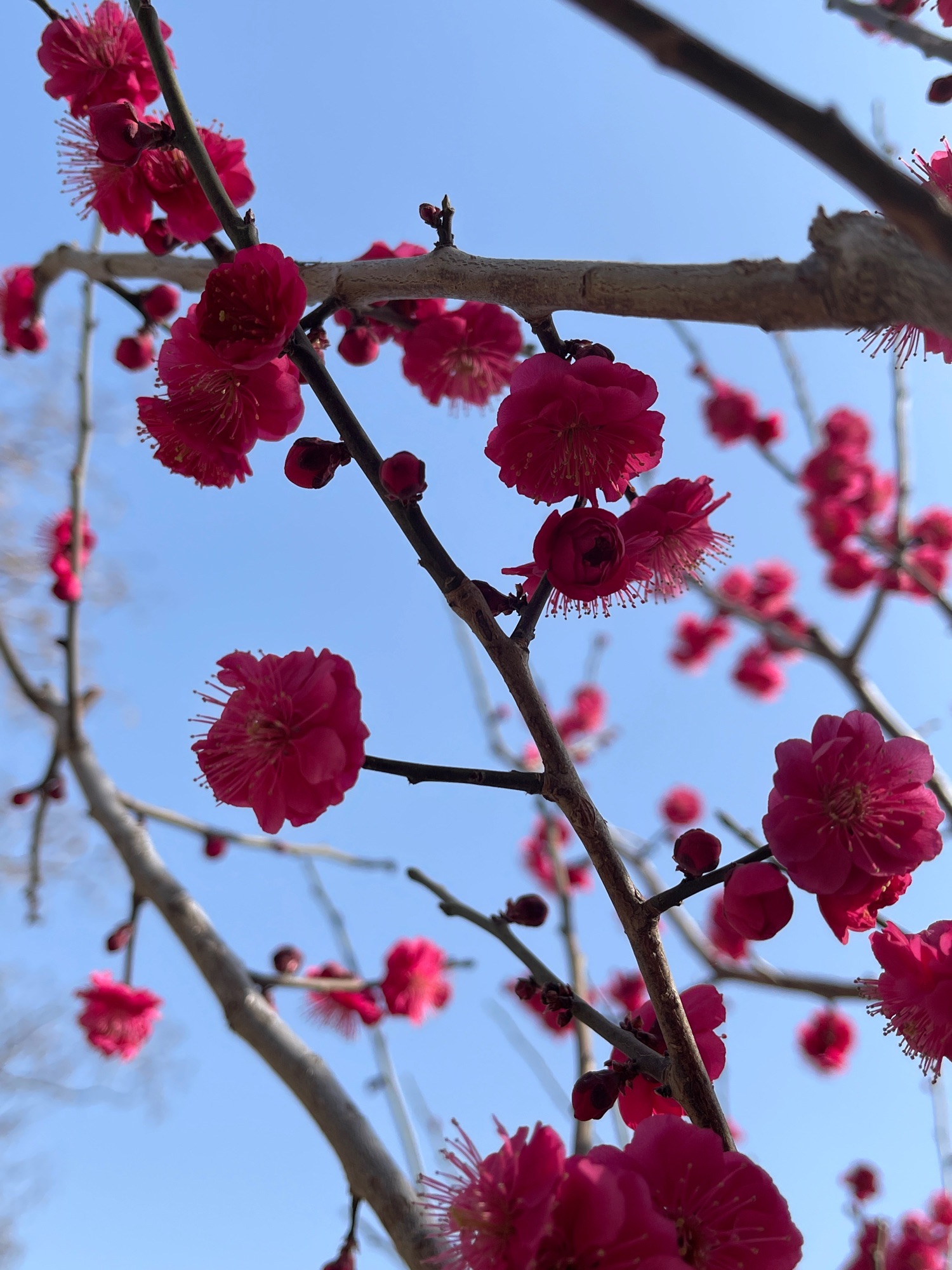 莱西梅花山生态园