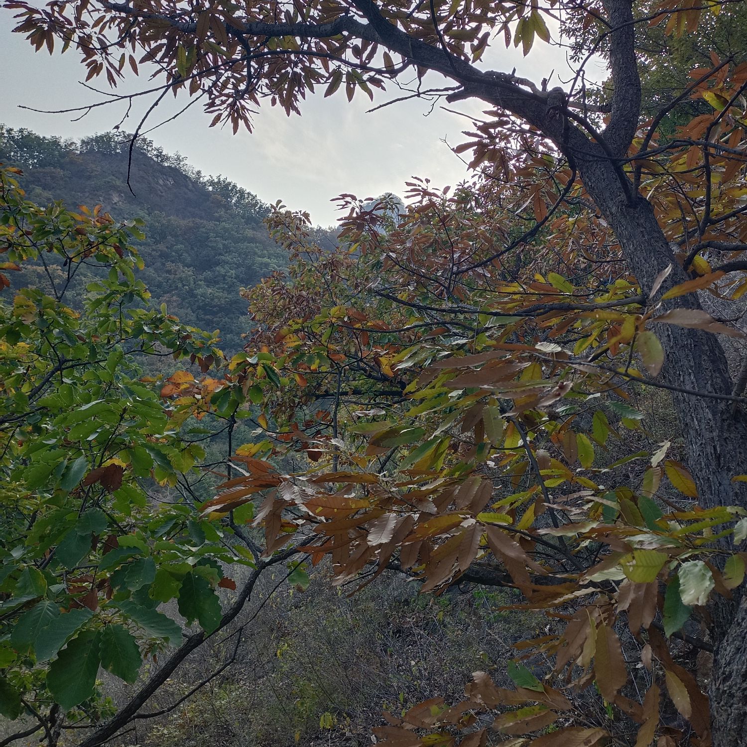 凤凰岭旅行图片 2