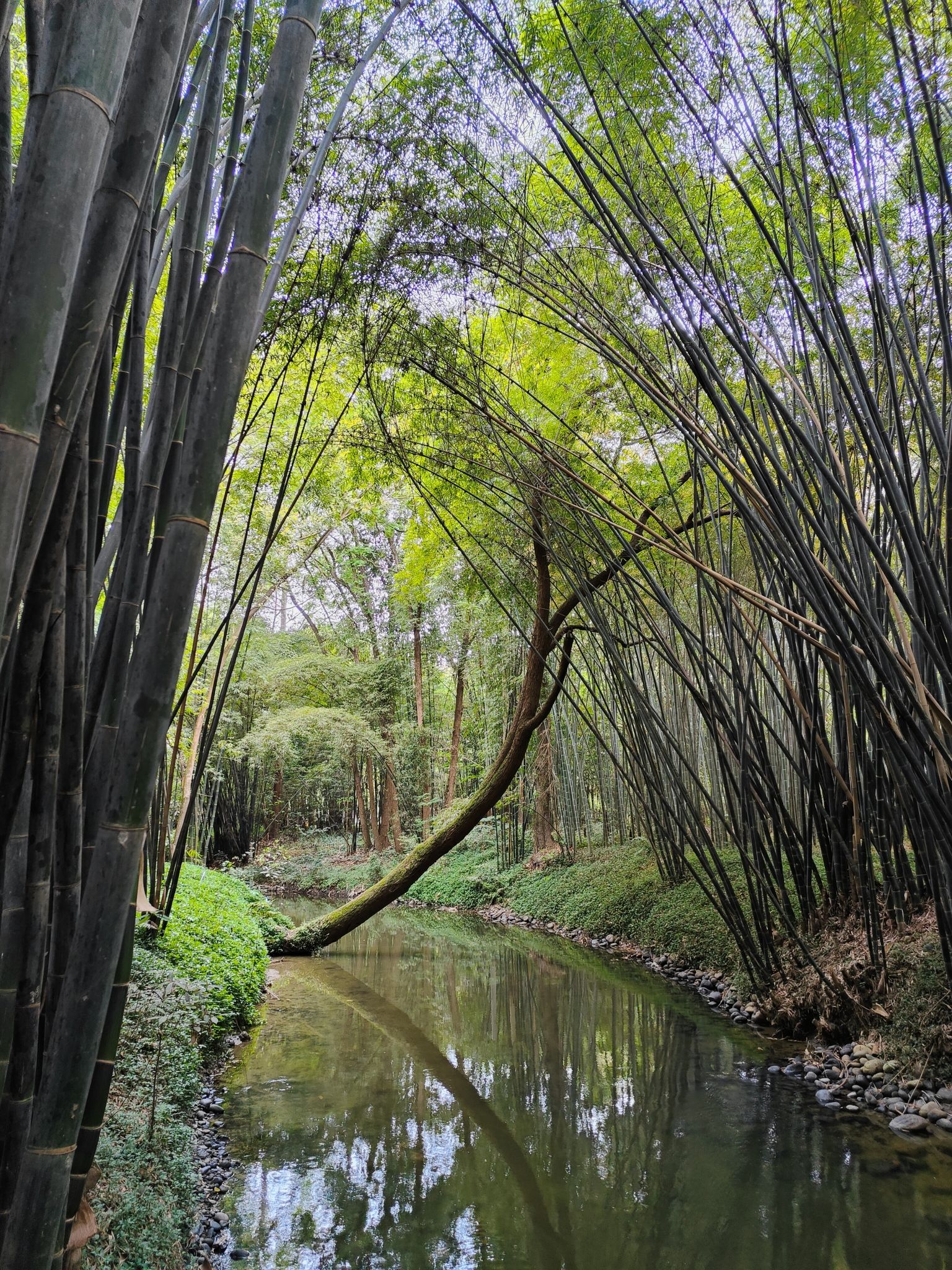 斑竹林