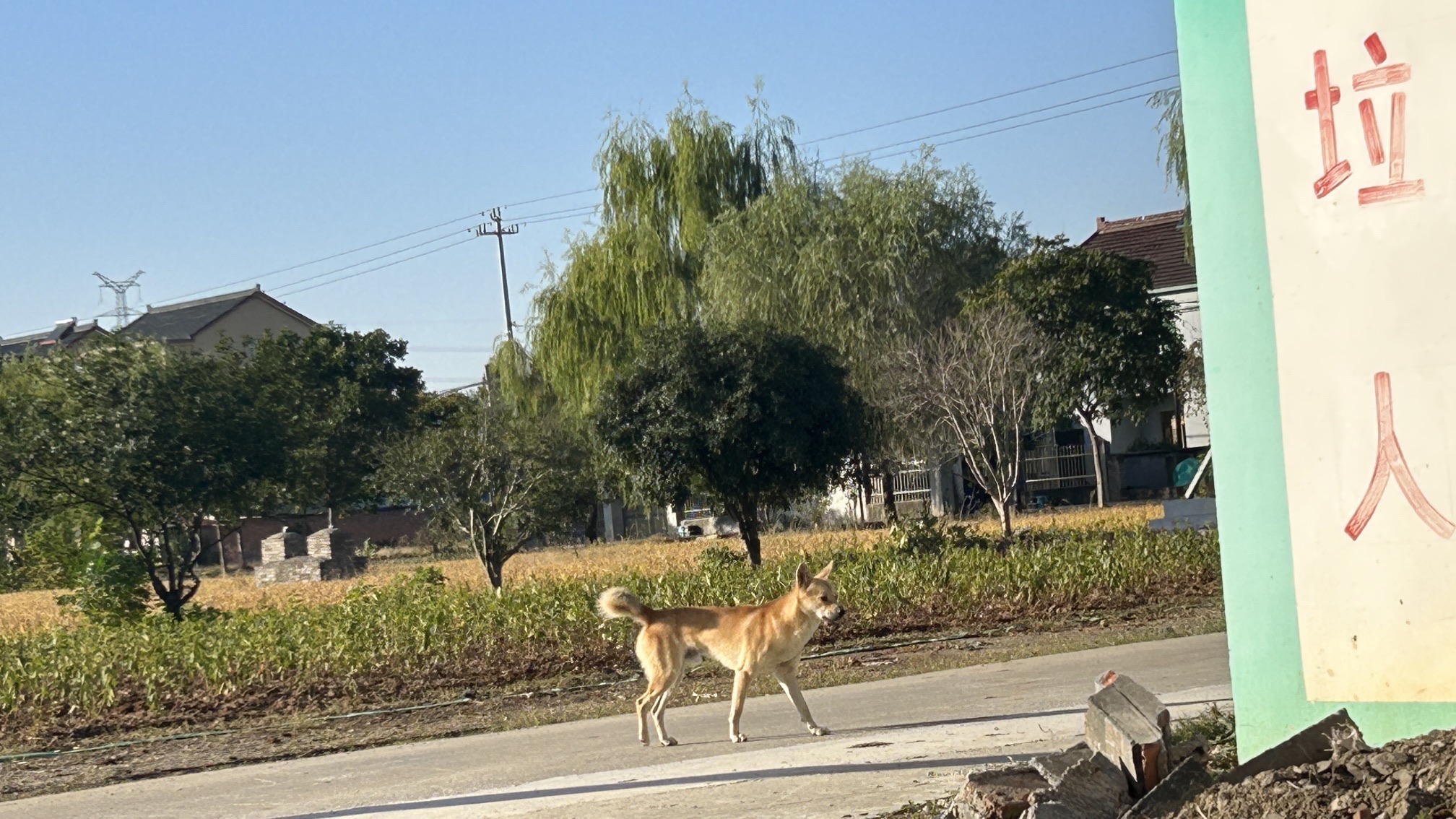 荷博园旅行图片 2