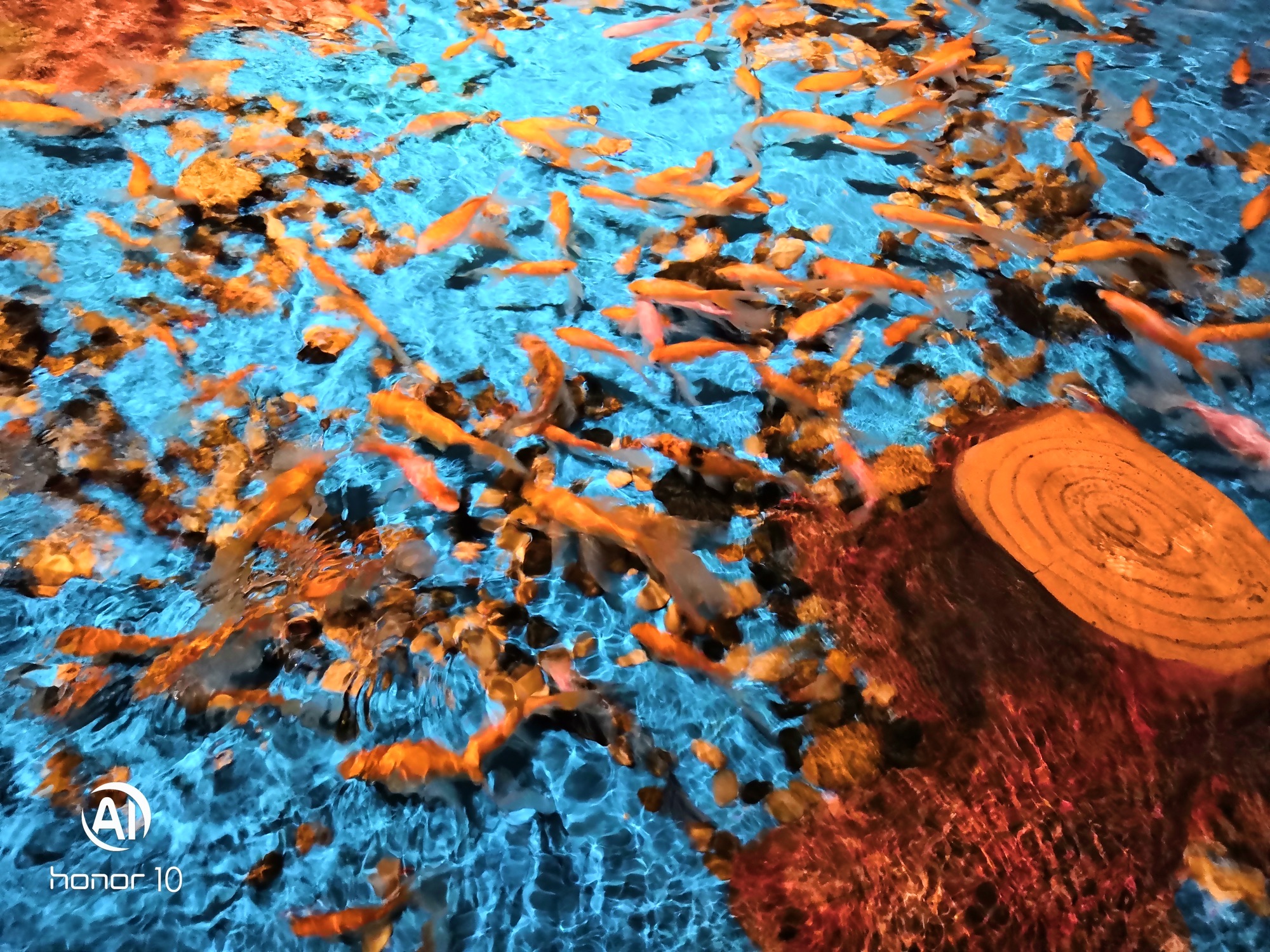武夷山极地海洋公园-海洋馆