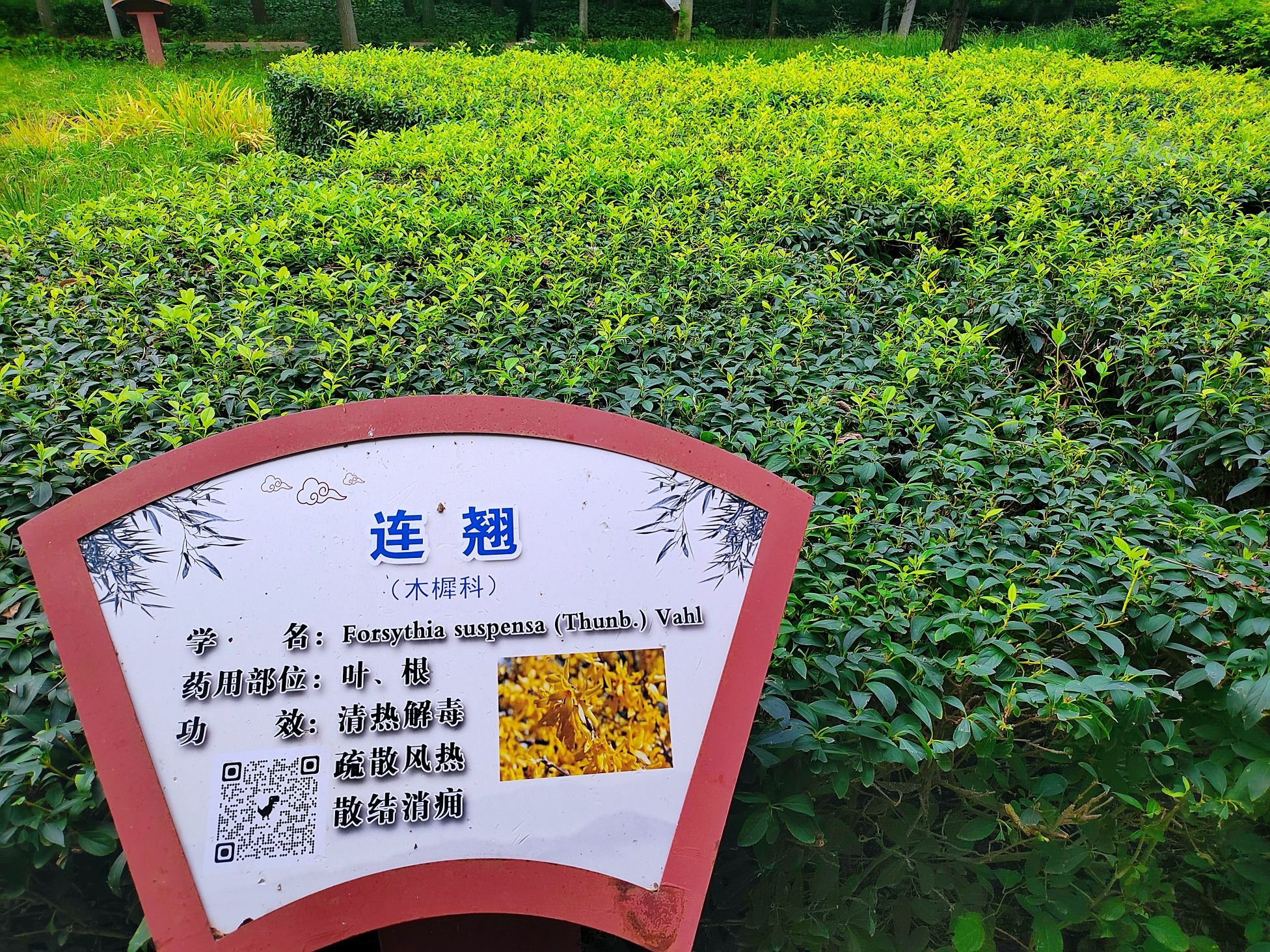 安国市药用植物公园旅行图片 1
