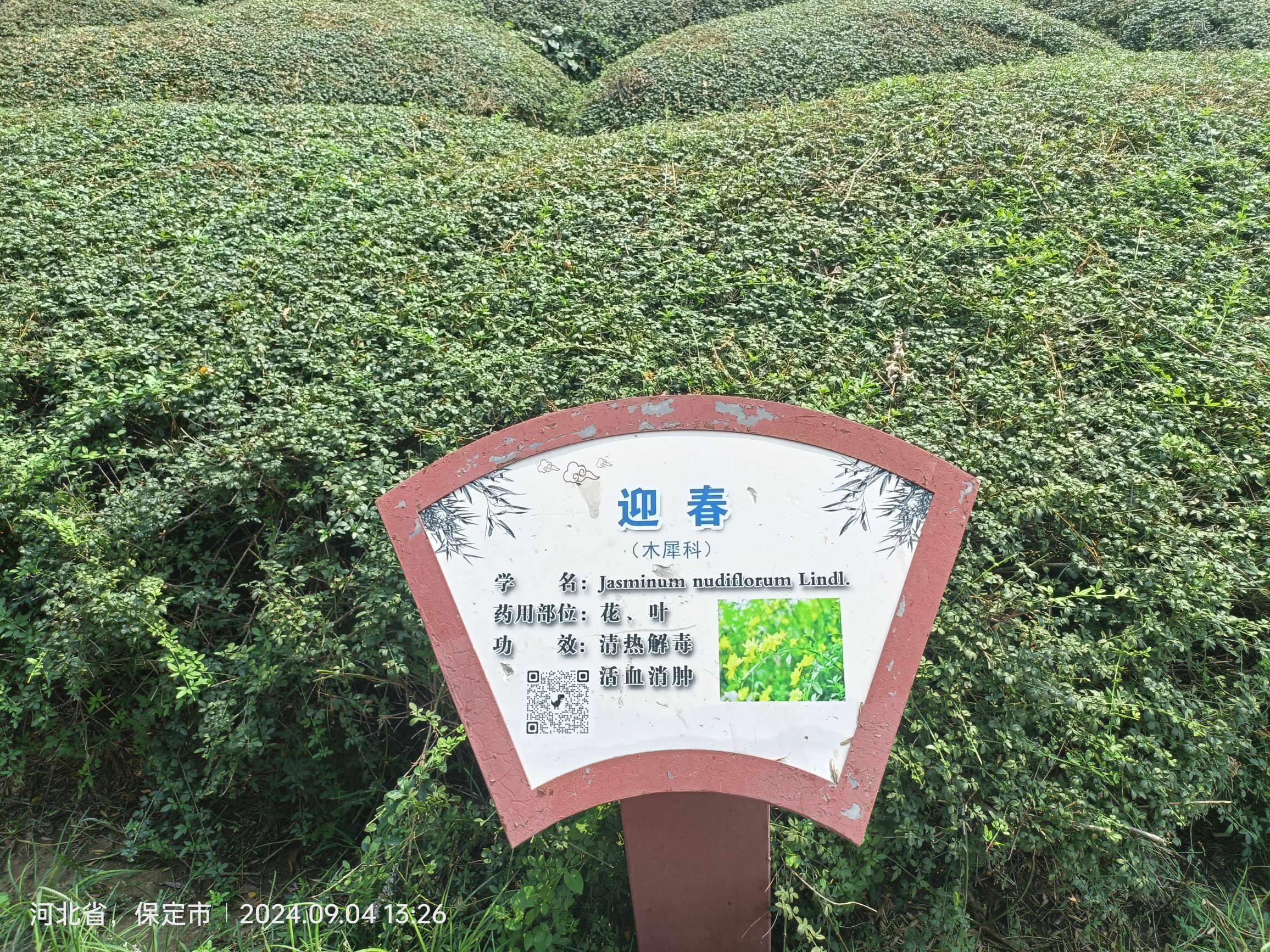 安国市药用植物公园旅行图片 2