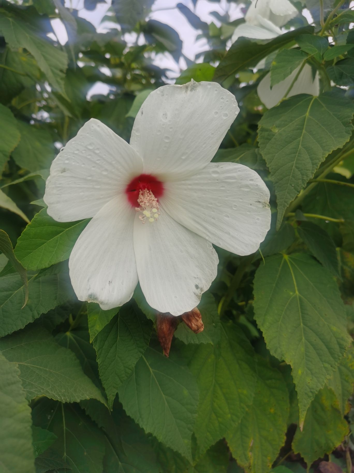 安国市药用植物公园旅行图片 2