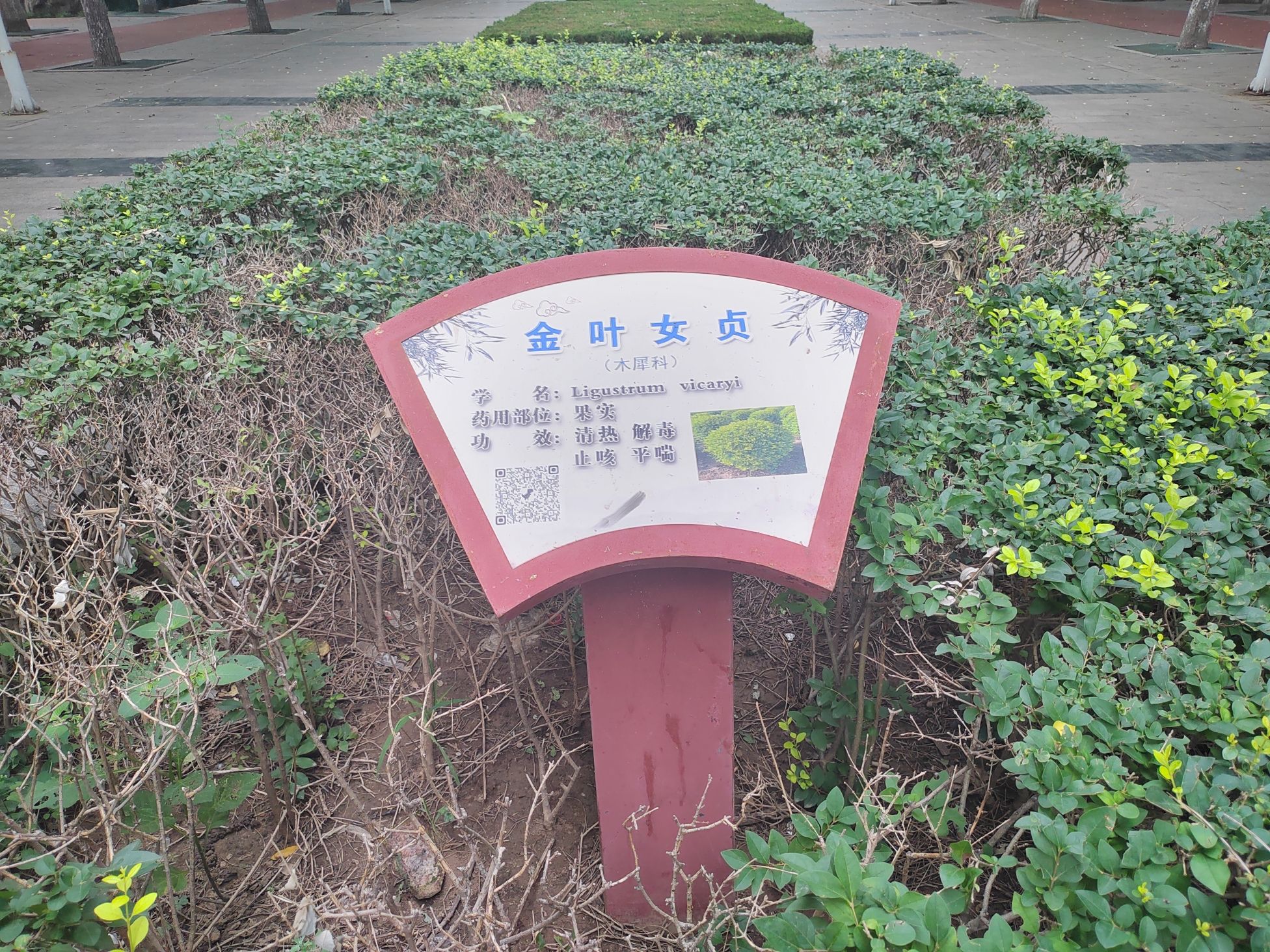安国市药用植物公园旅行图片 2