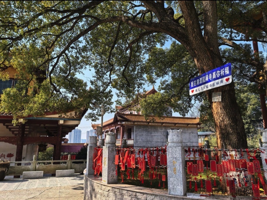 金霞山森林公园旅行图片 1