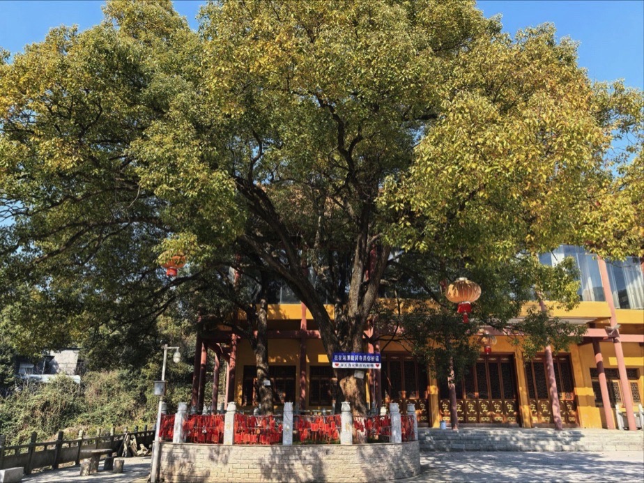 金霞山森林公园旅行图片 2