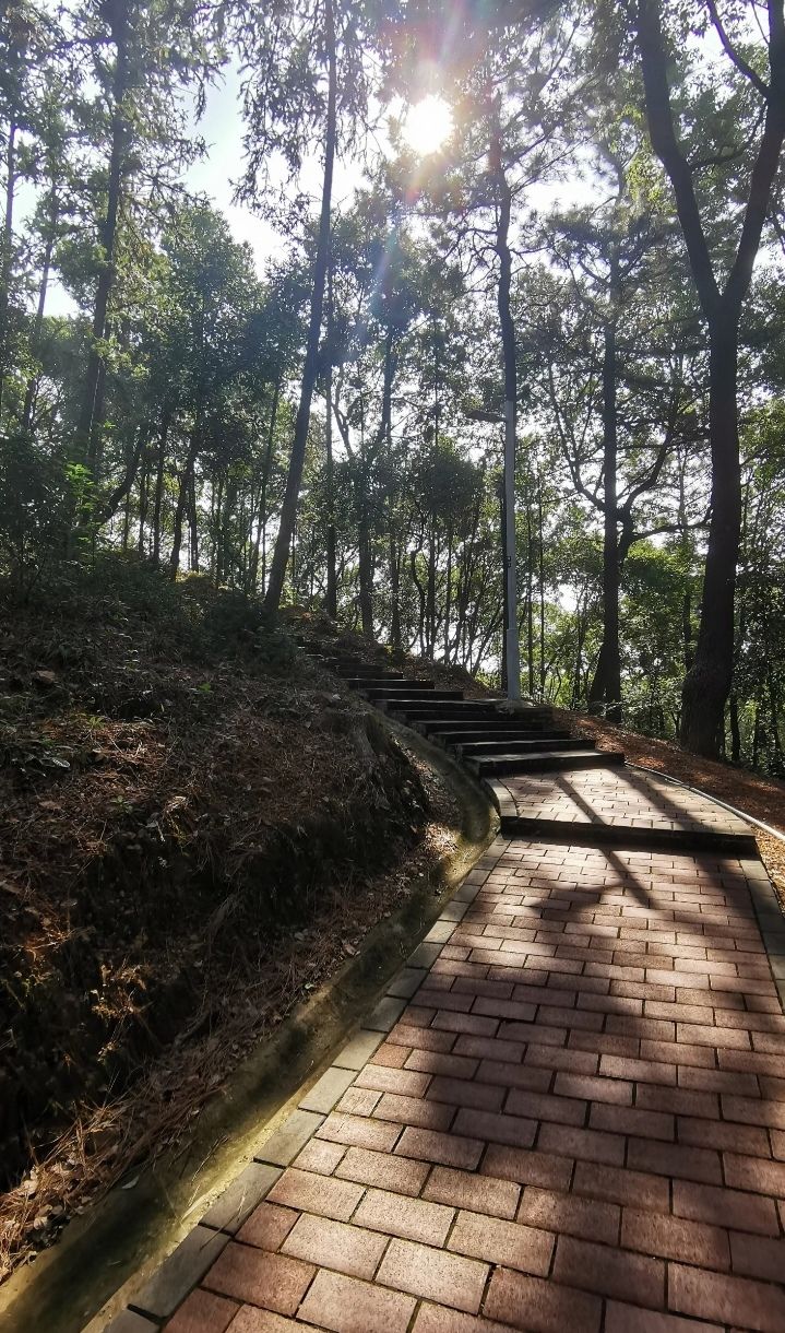 金霞山森林公园旅行图片 3