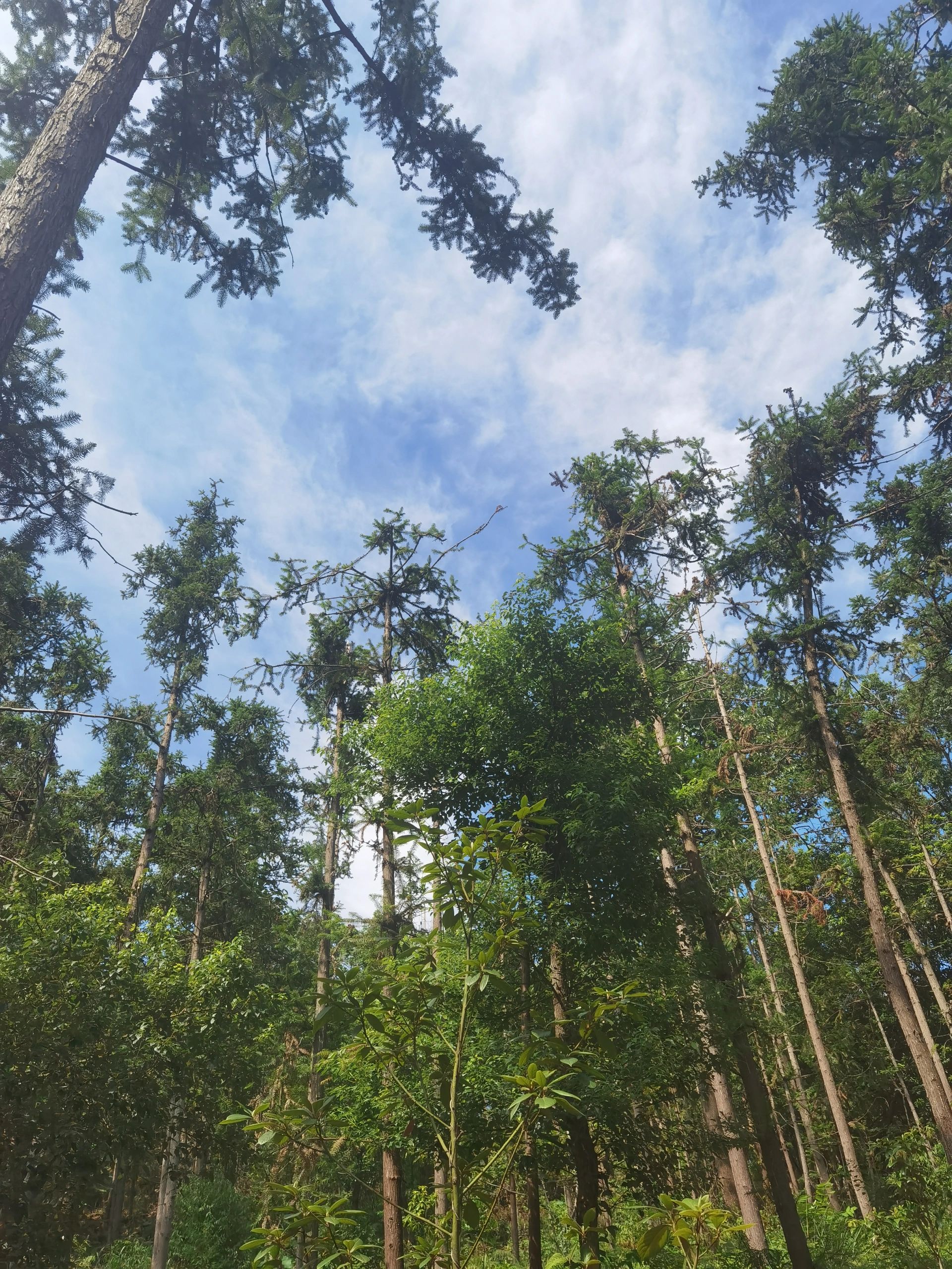 金霞山森林公园旅行图片 2