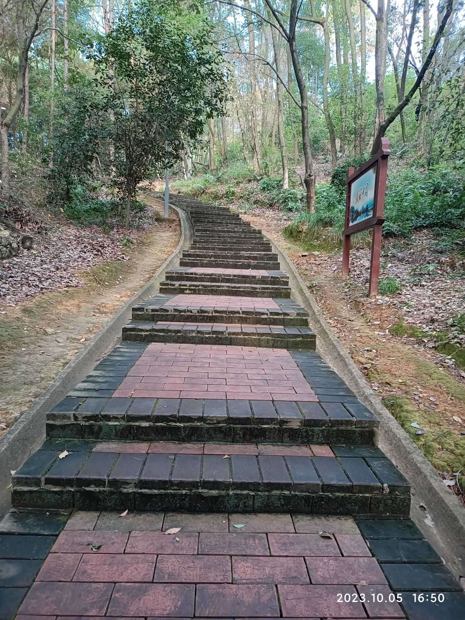 金霞山森林公园旅行图片 3