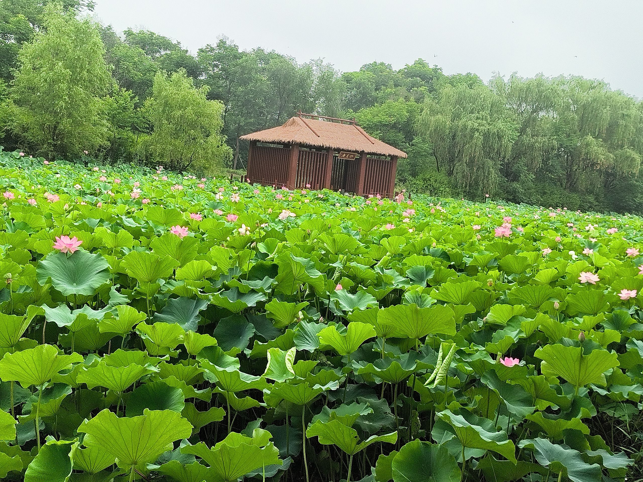 江苏睢宁白塘河湿地公园旅行图片 2