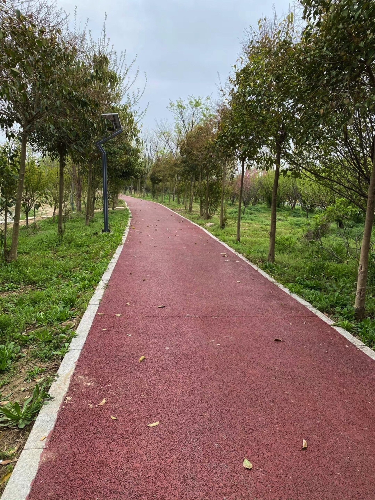 江苏睢宁白塘河湿地公园旅行图片 1