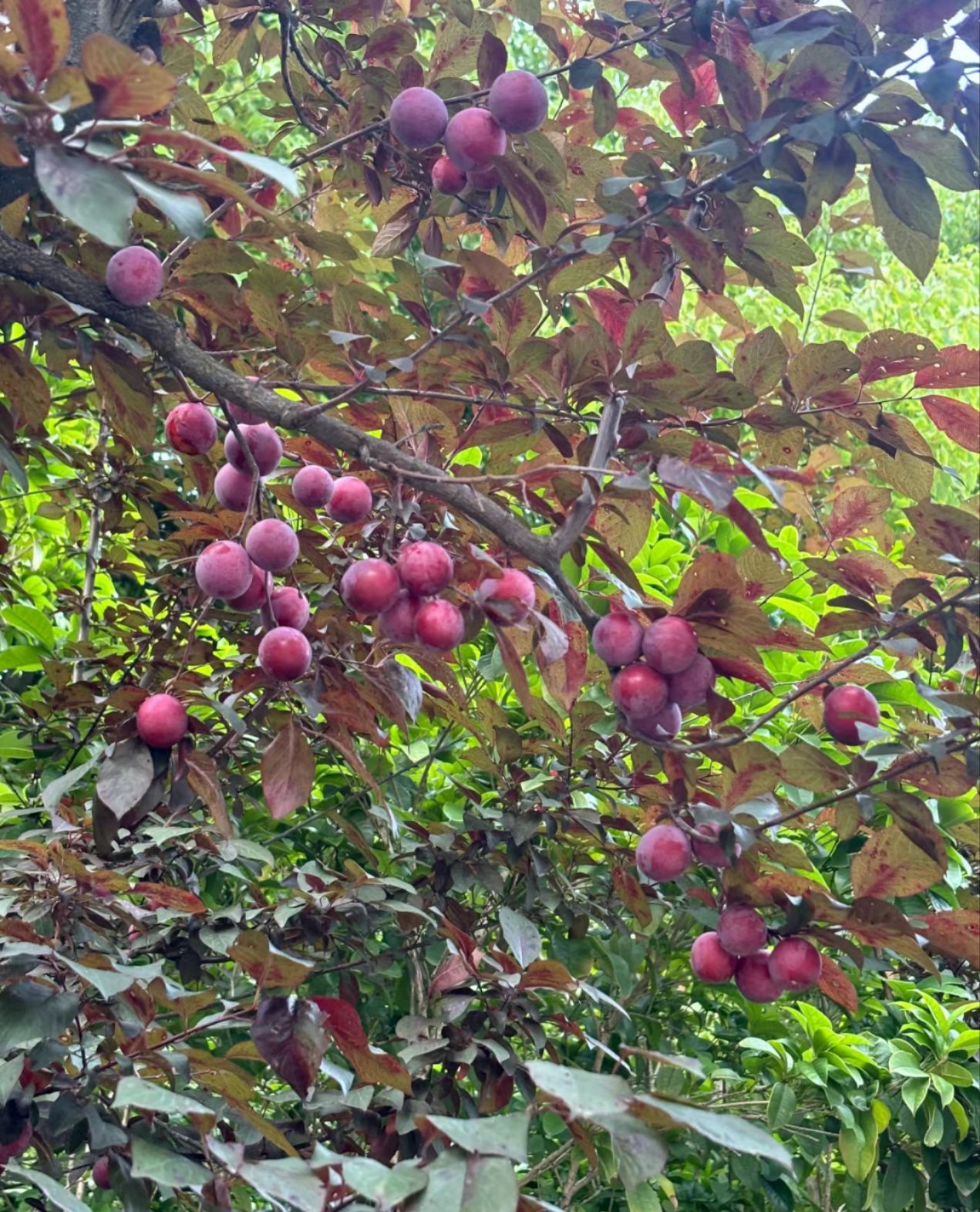 江苏睢宁白塘河湿地公园旅行图片 3
