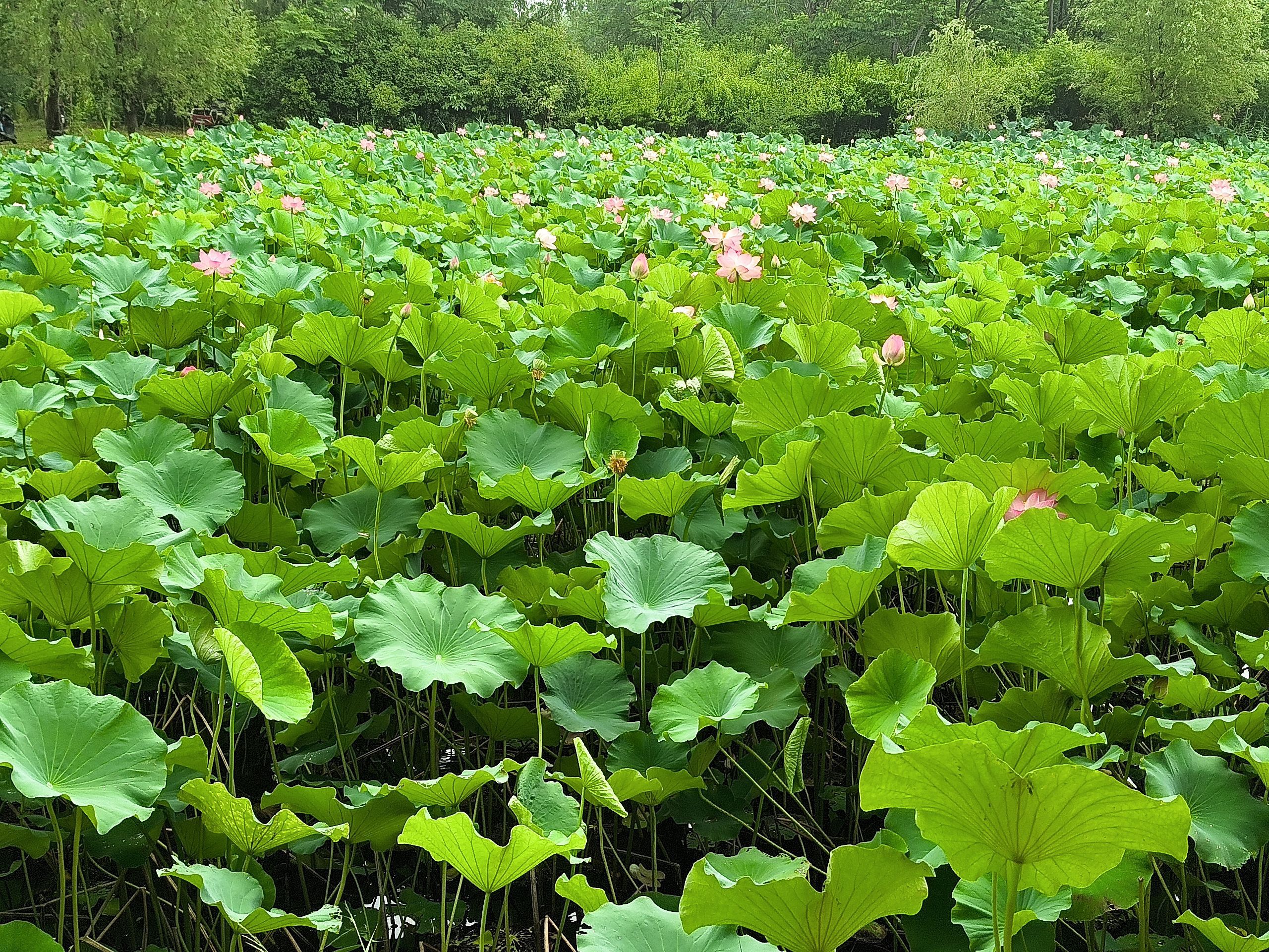 江苏睢宁白塘河湿地公园旅行图片 1