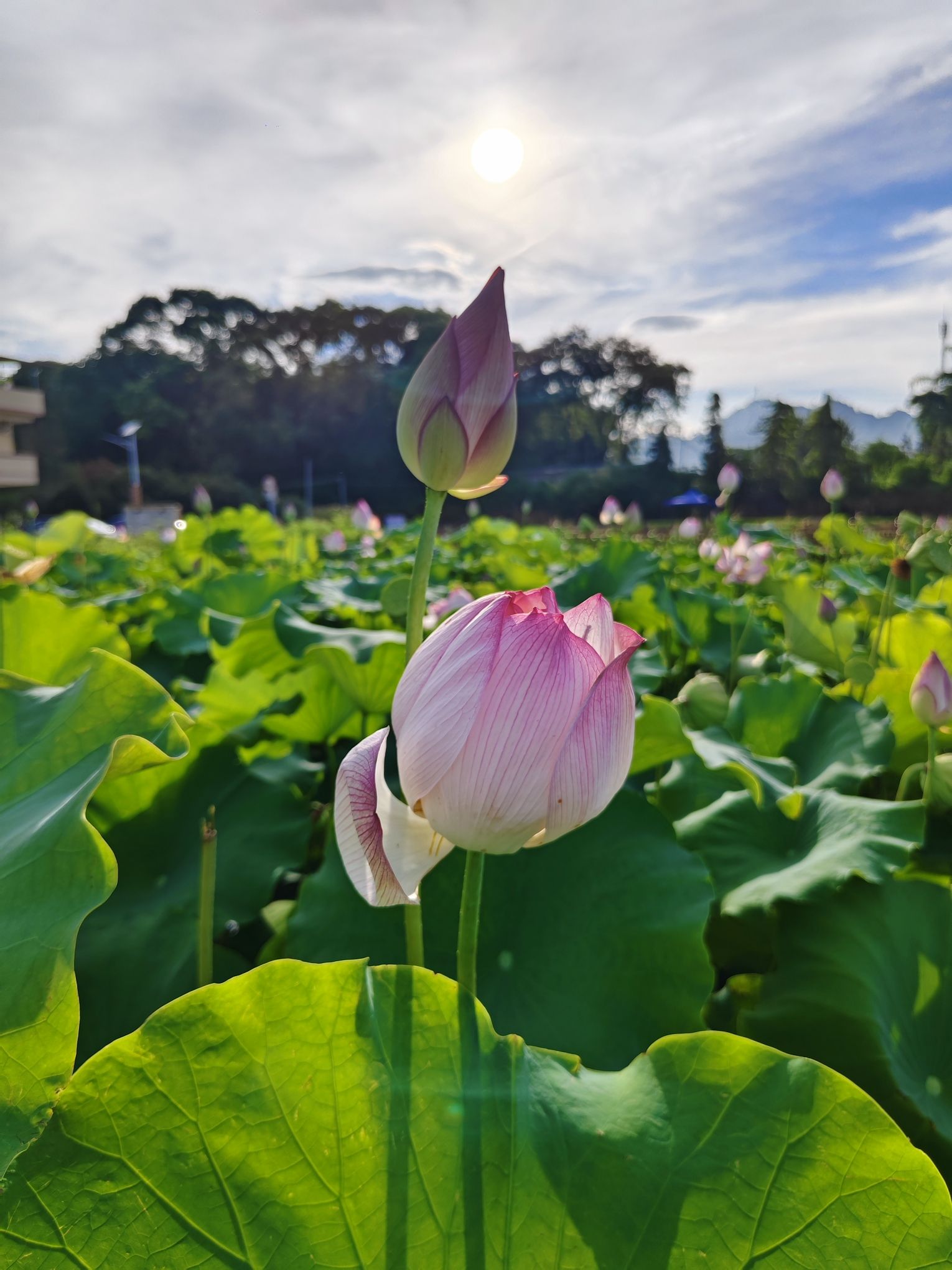 罗坑大草原旅行图片 3