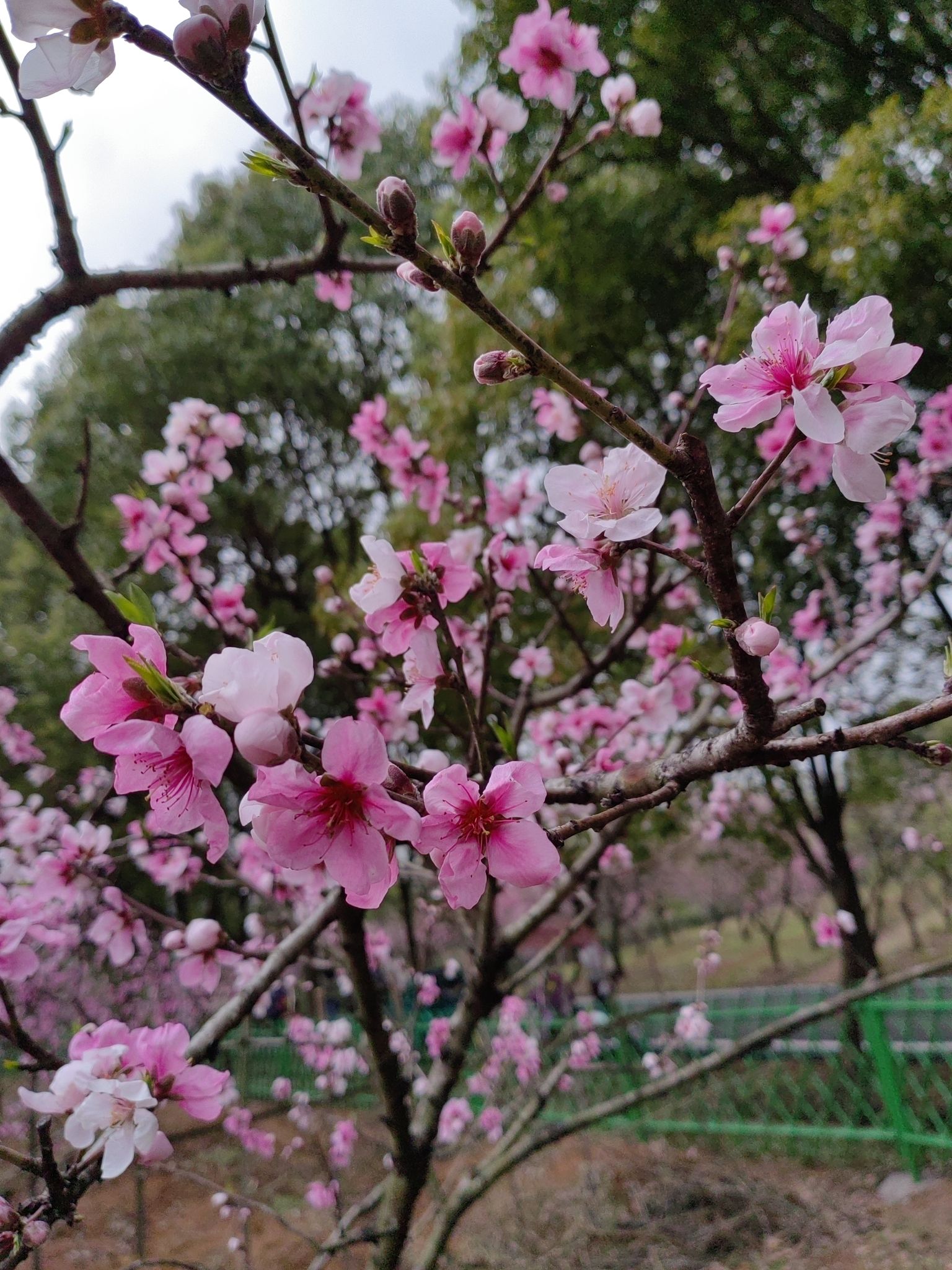 铜陵大山生态旅游区旅行图片 2