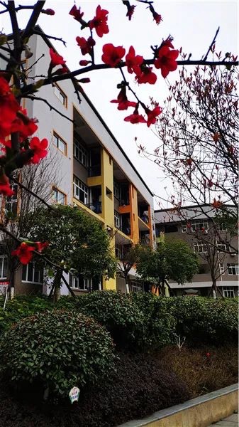 莲峰小学