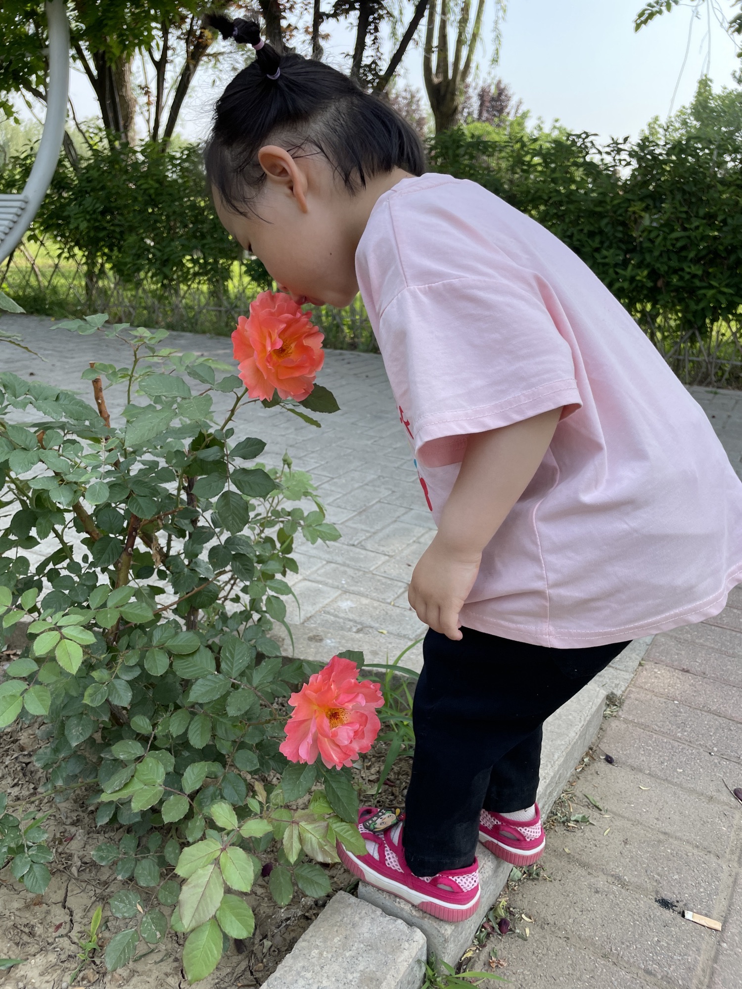 旭升公园旅行图片 2