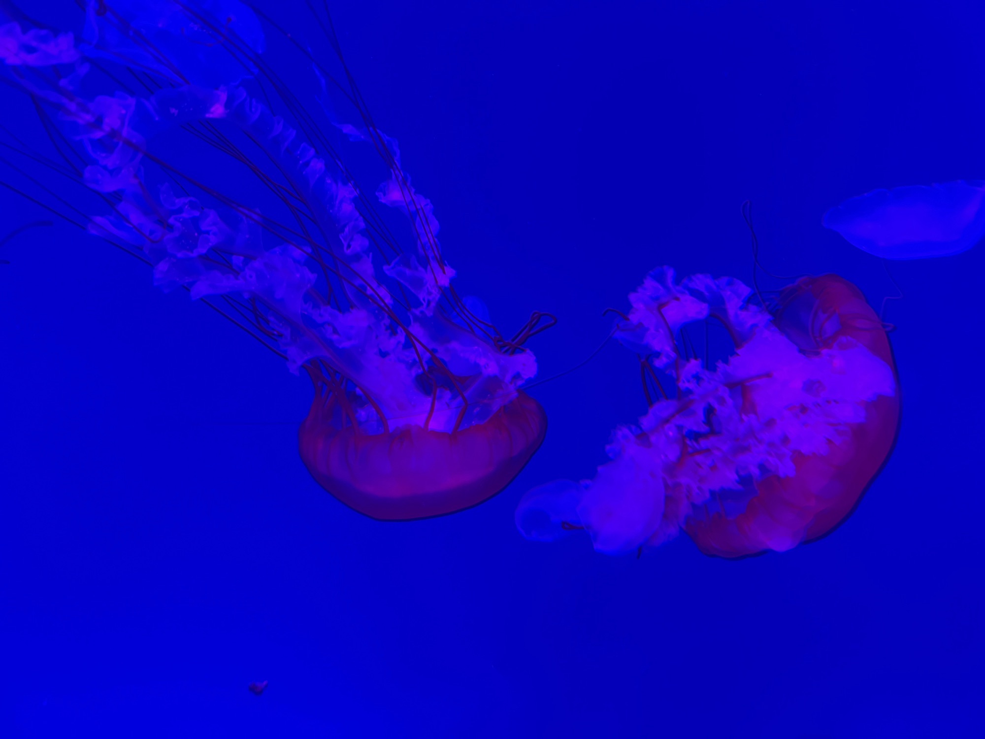 淮安龙宫大白鲸极地海洋馆旅行图片 3