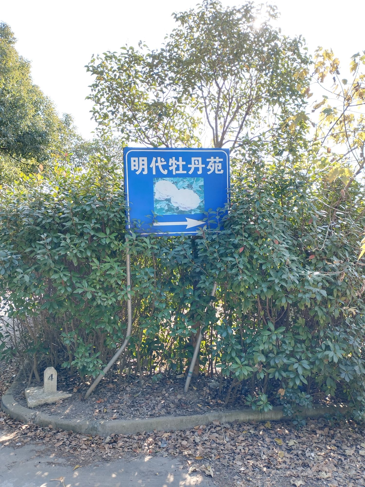 明代牡丹苑旅行图片 3