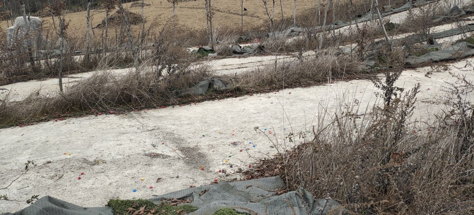 紫水乡龙头嘴森林公园旅行图片 3