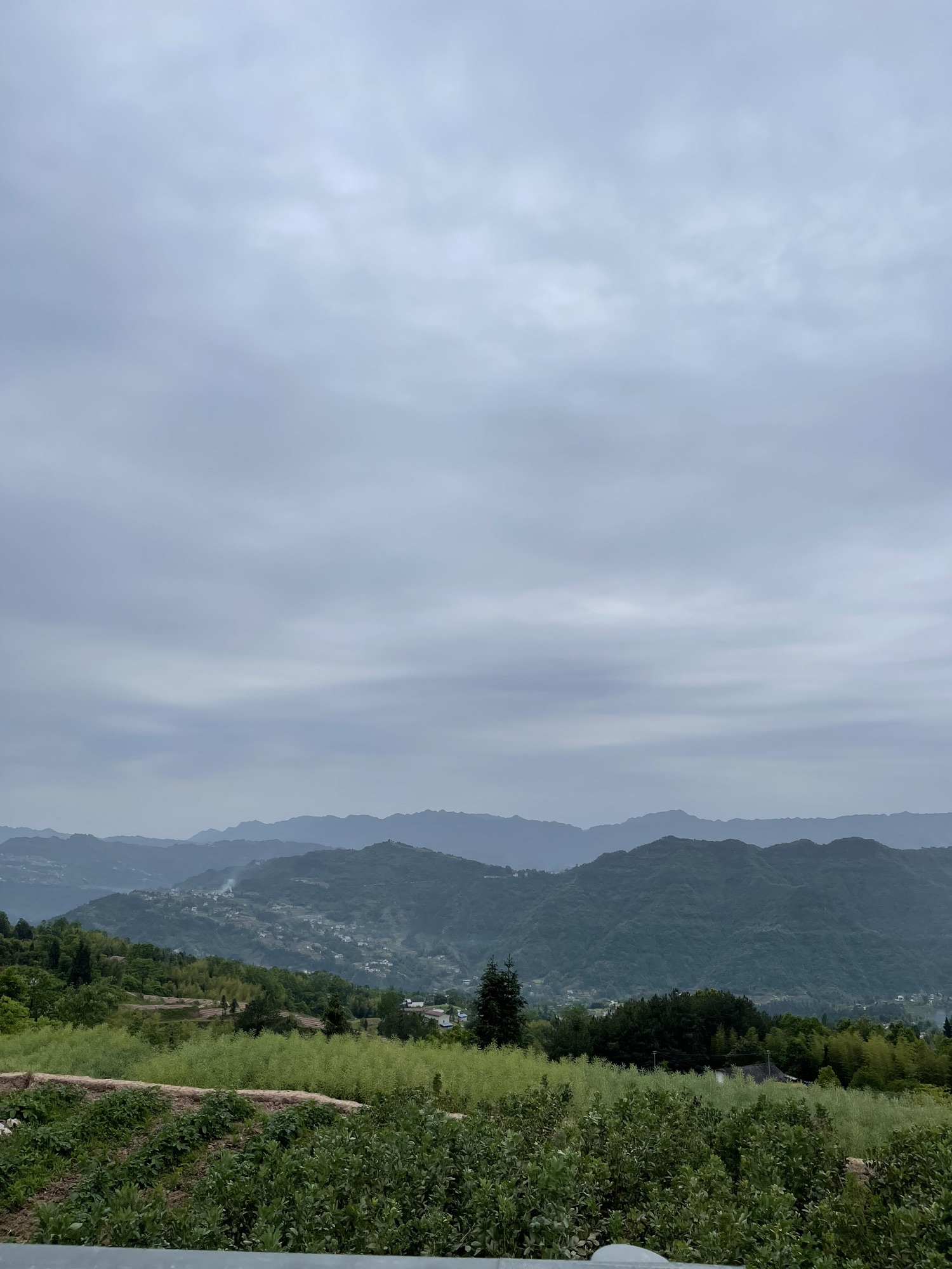 紫水乡龙头嘴森林公园旅行图片 3