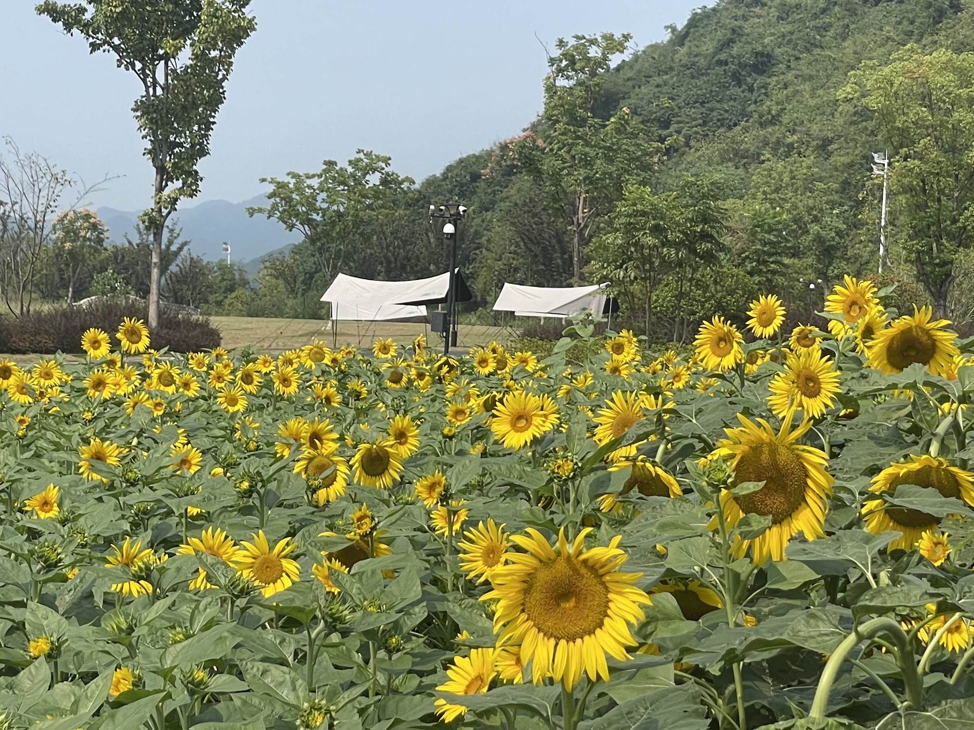 昙山公园