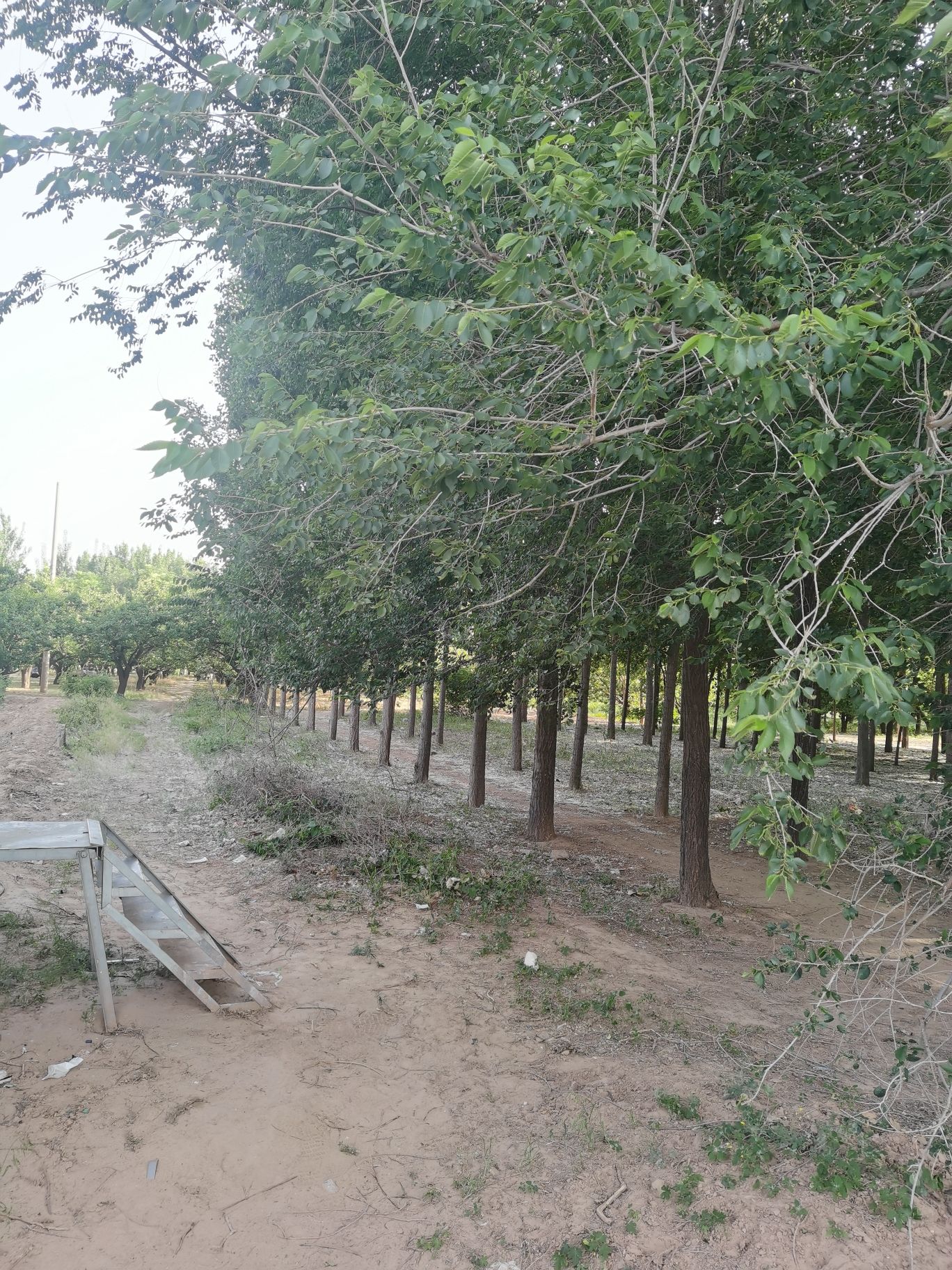 巨鹿县森林公园