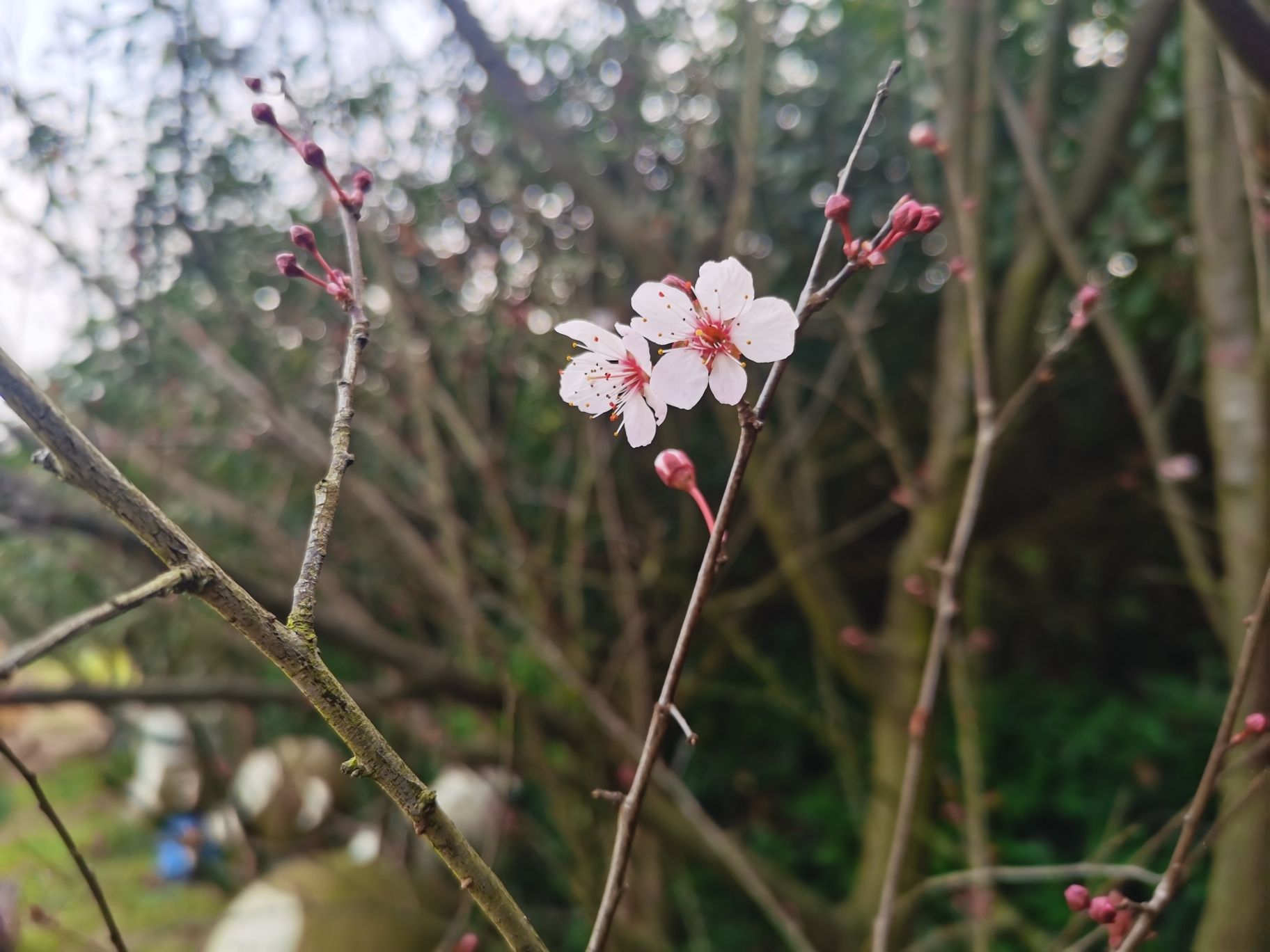 凤凰花海旅行图片 3