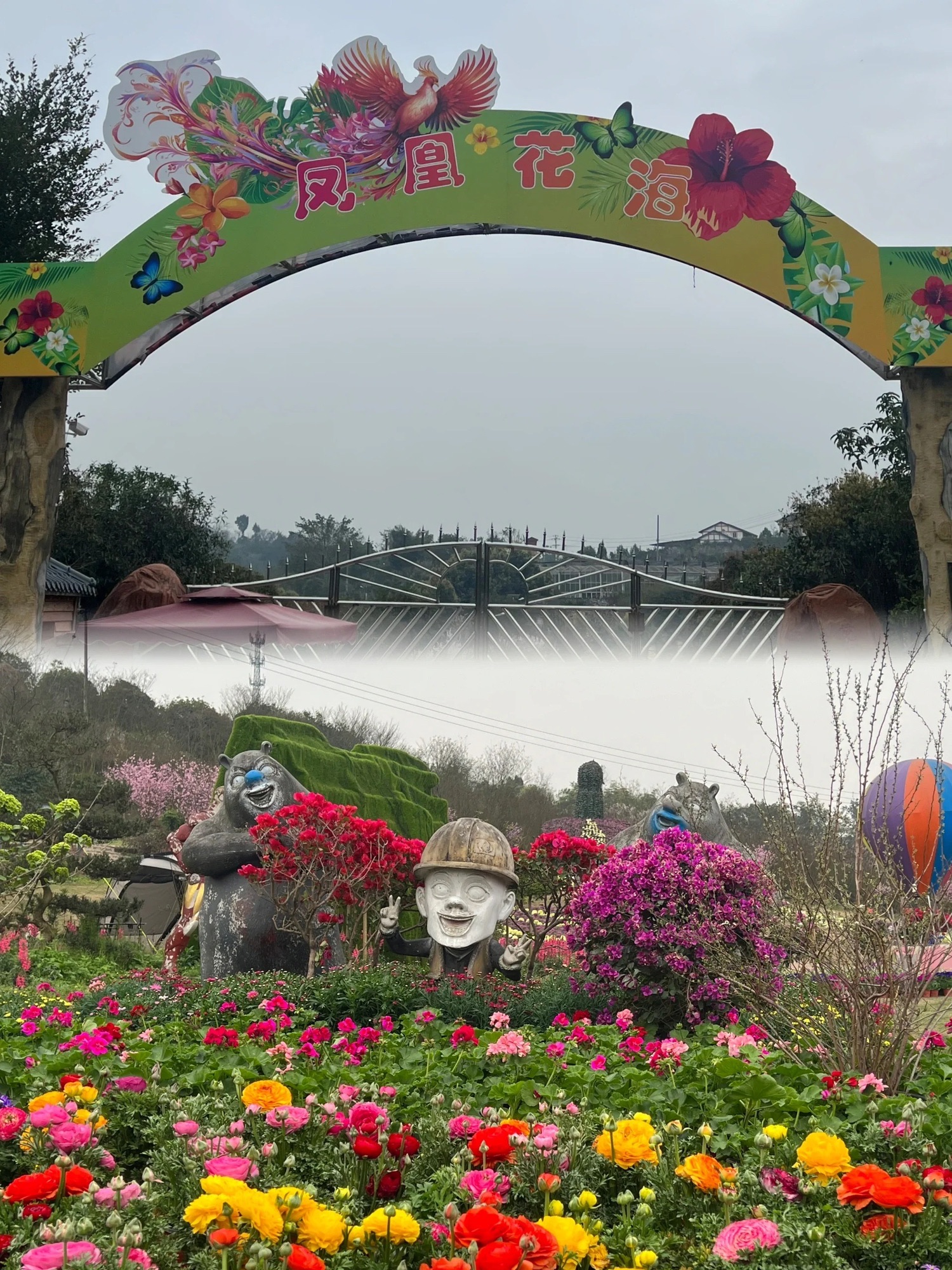 凤凰花海旅行图片 1
