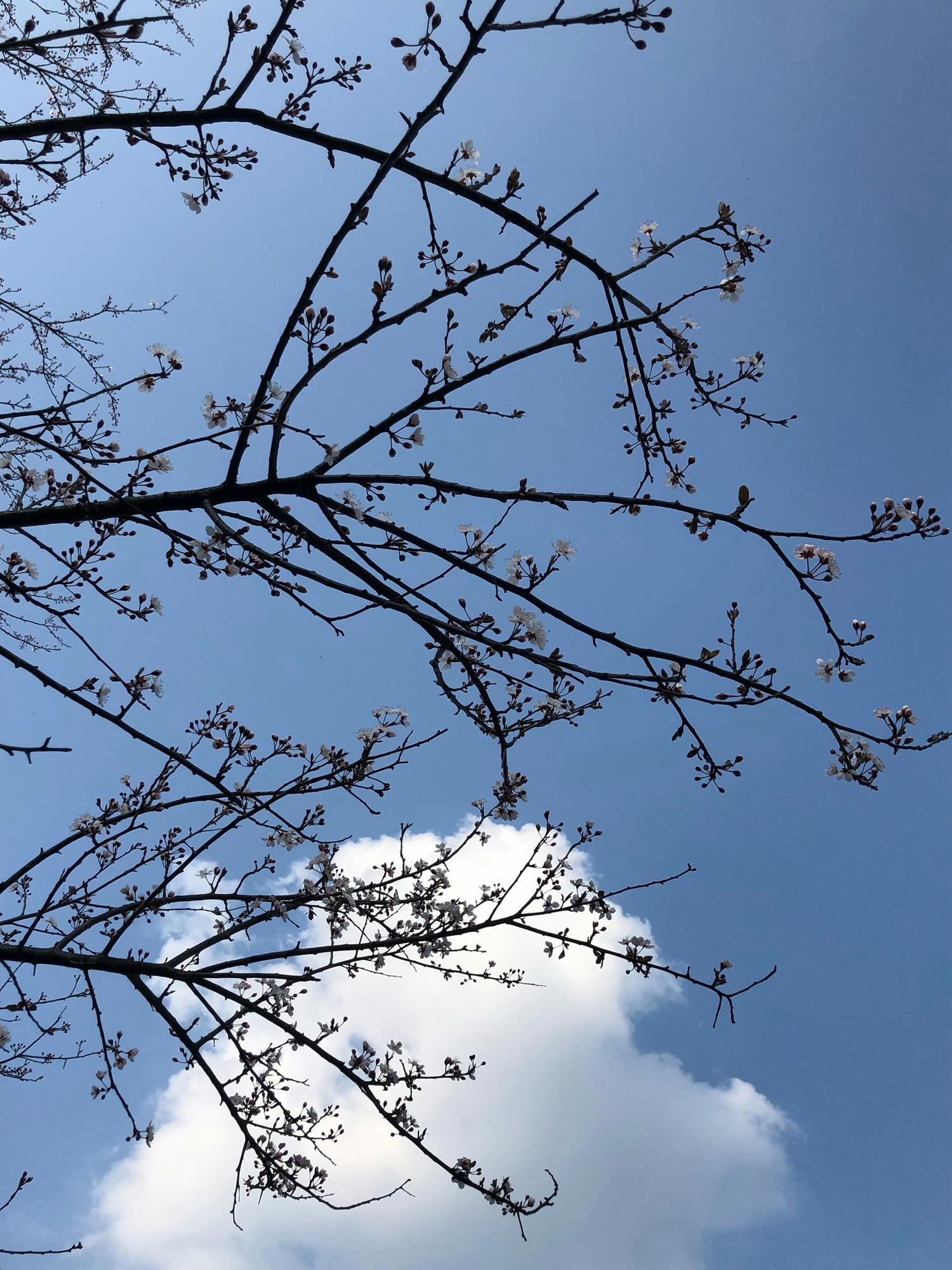 凤凰花海旅行图片 1