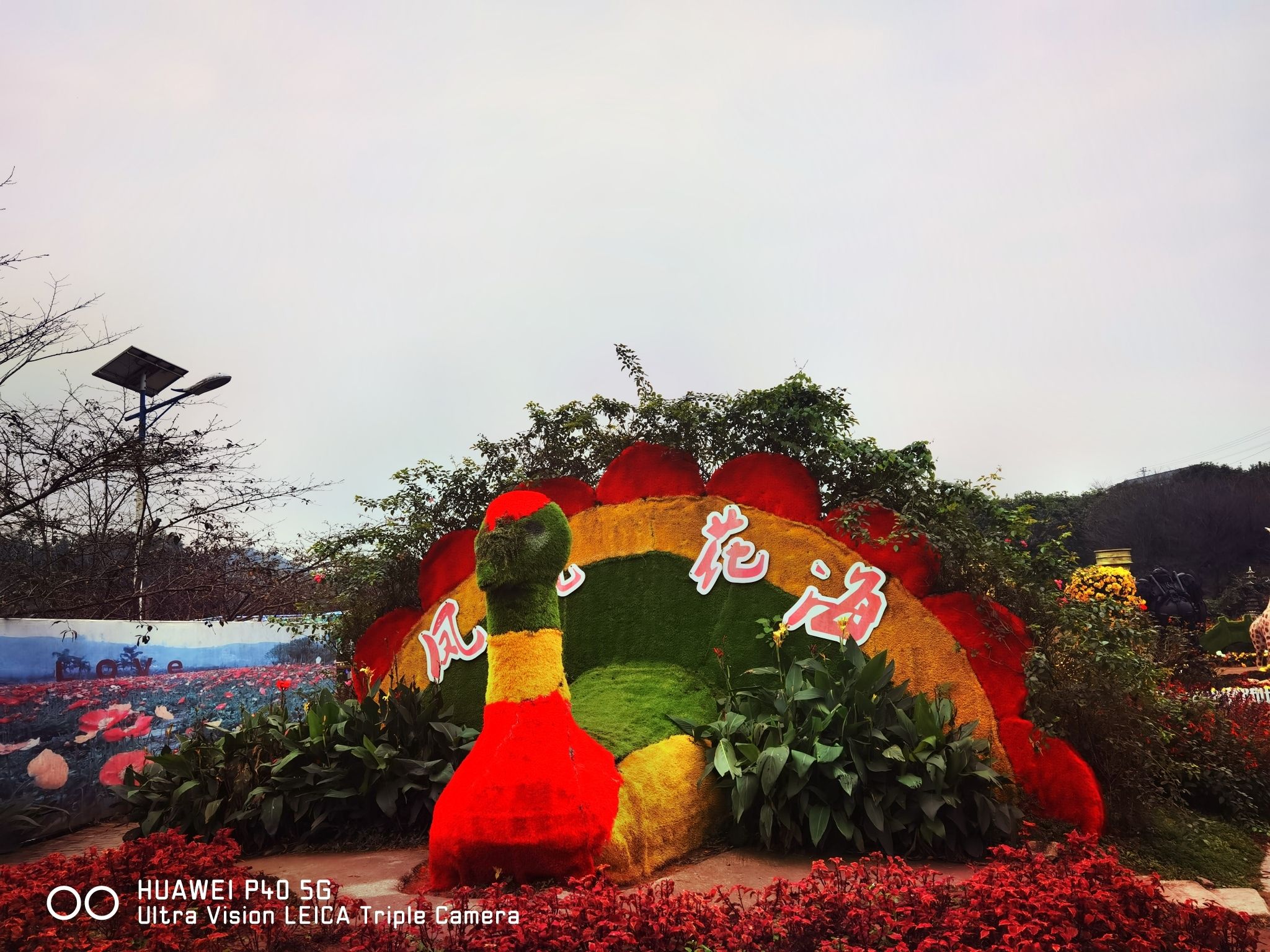 凤凰花海旅行图片 1