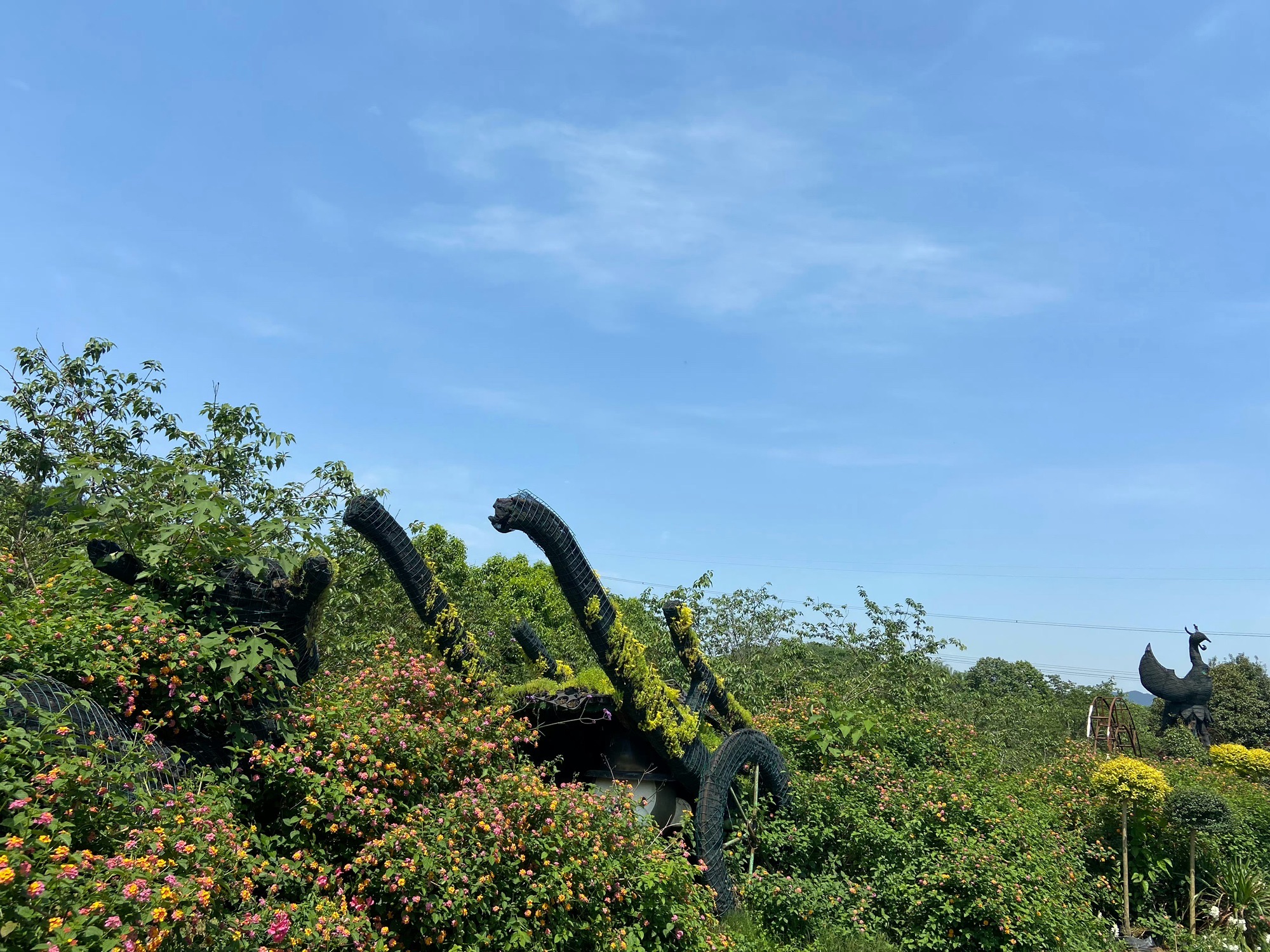 凤凰花海旅行图片 3