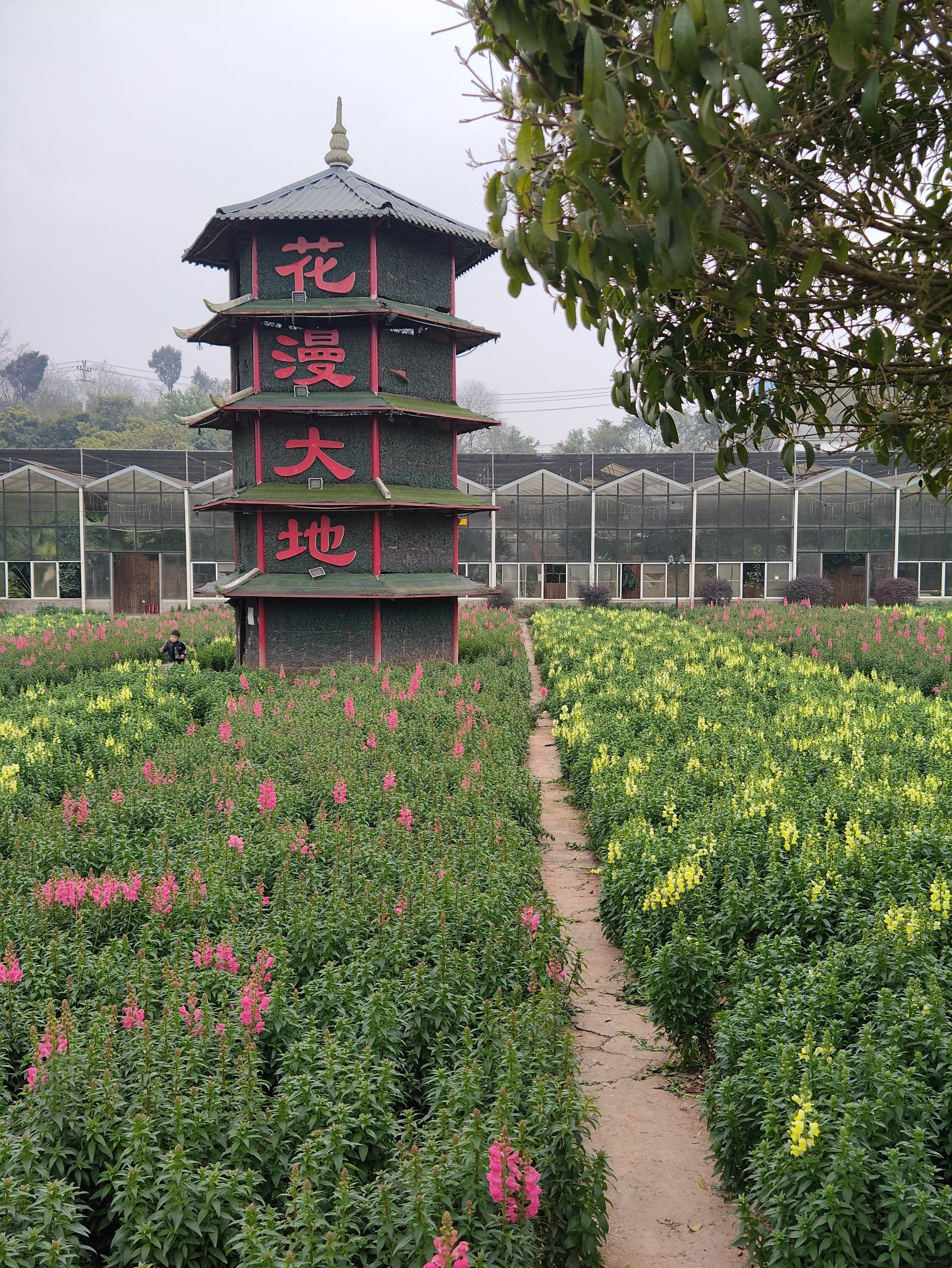 凤凰花海旅行图片 2