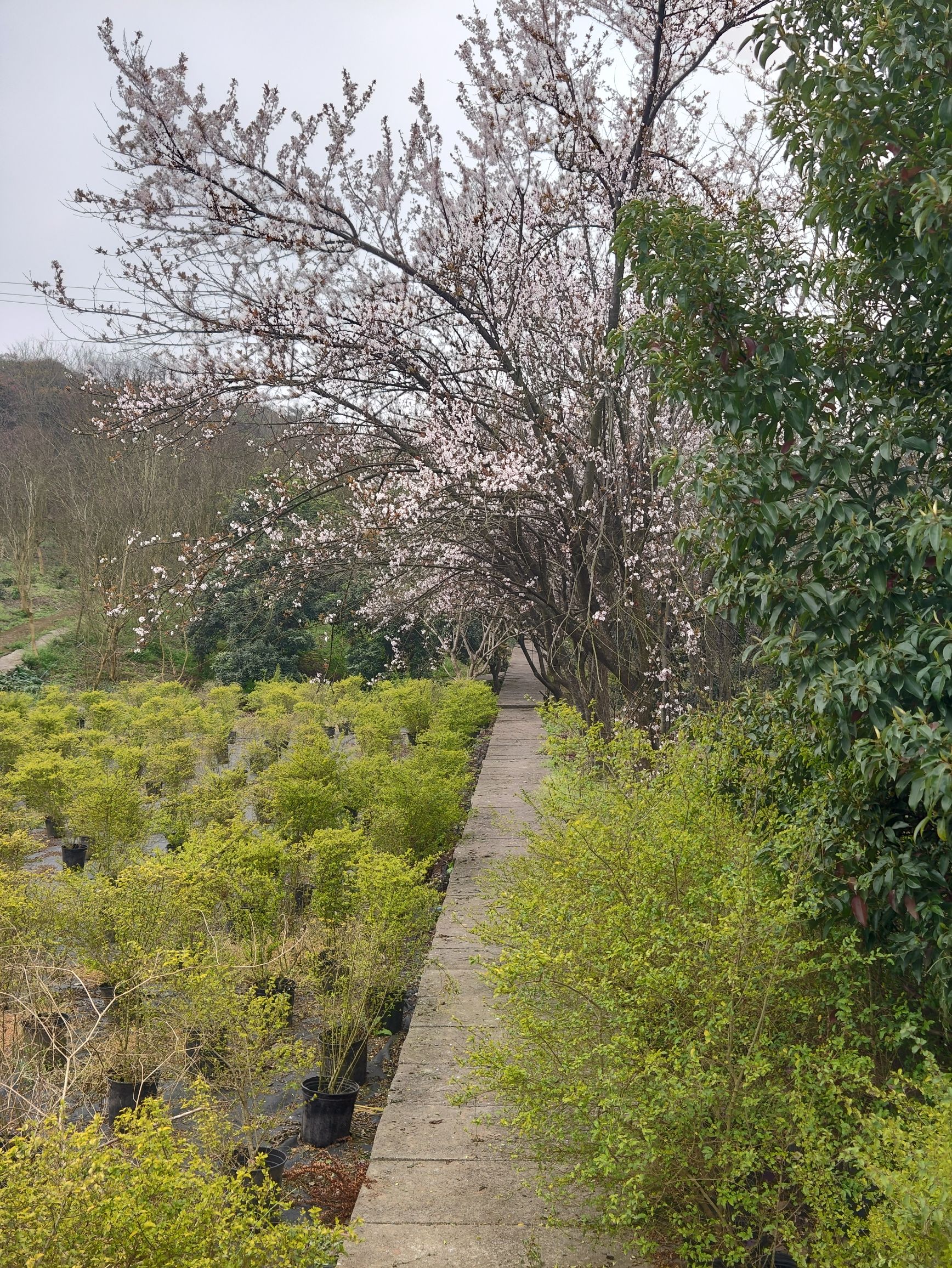 凤凰花海旅行图片 3
