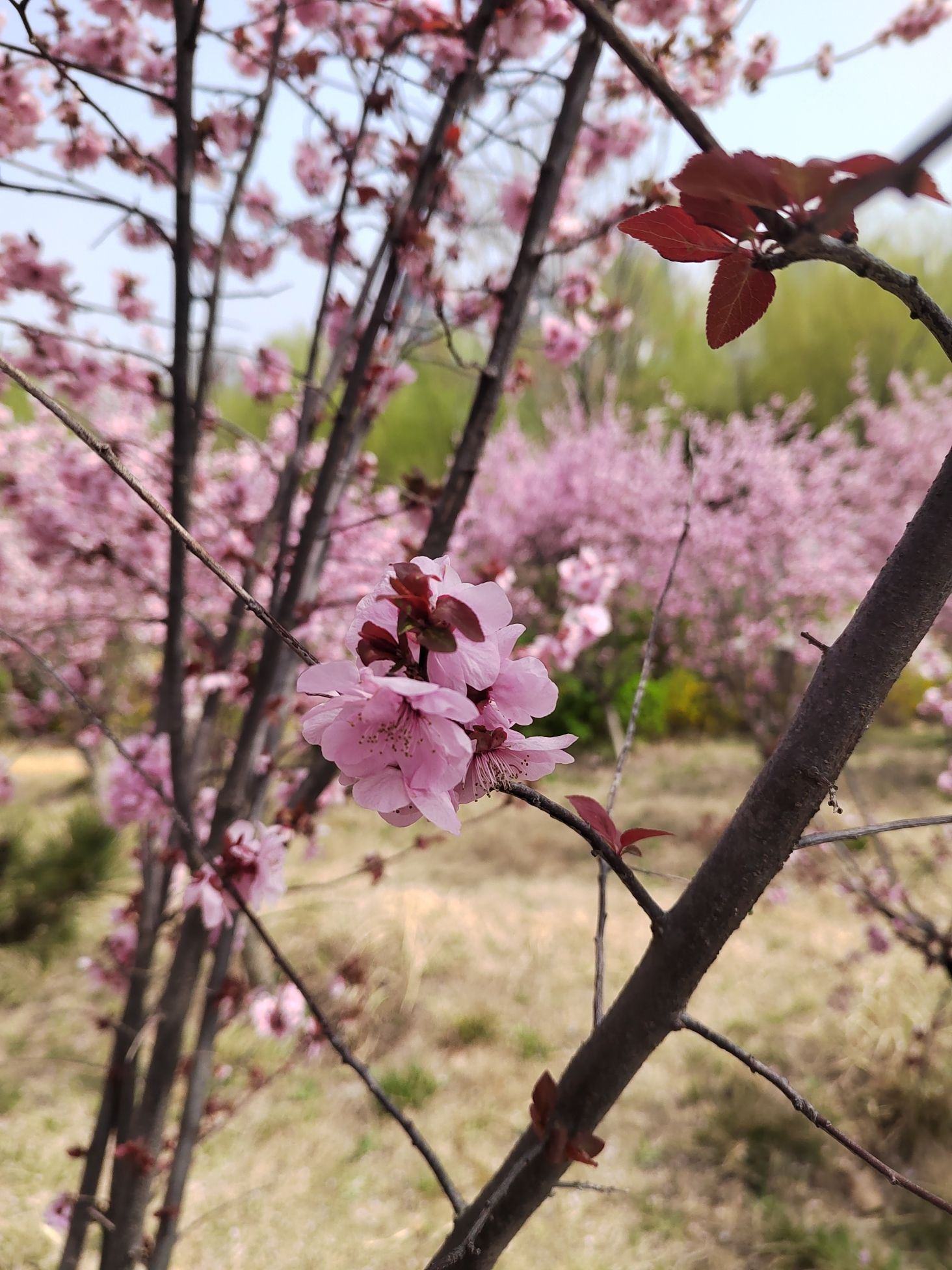砀山梨树王景区旅行图片 3