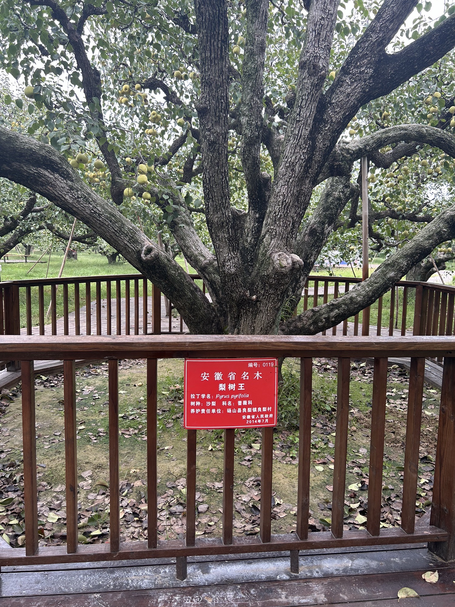 砀山梨树王景区旅行图片 3