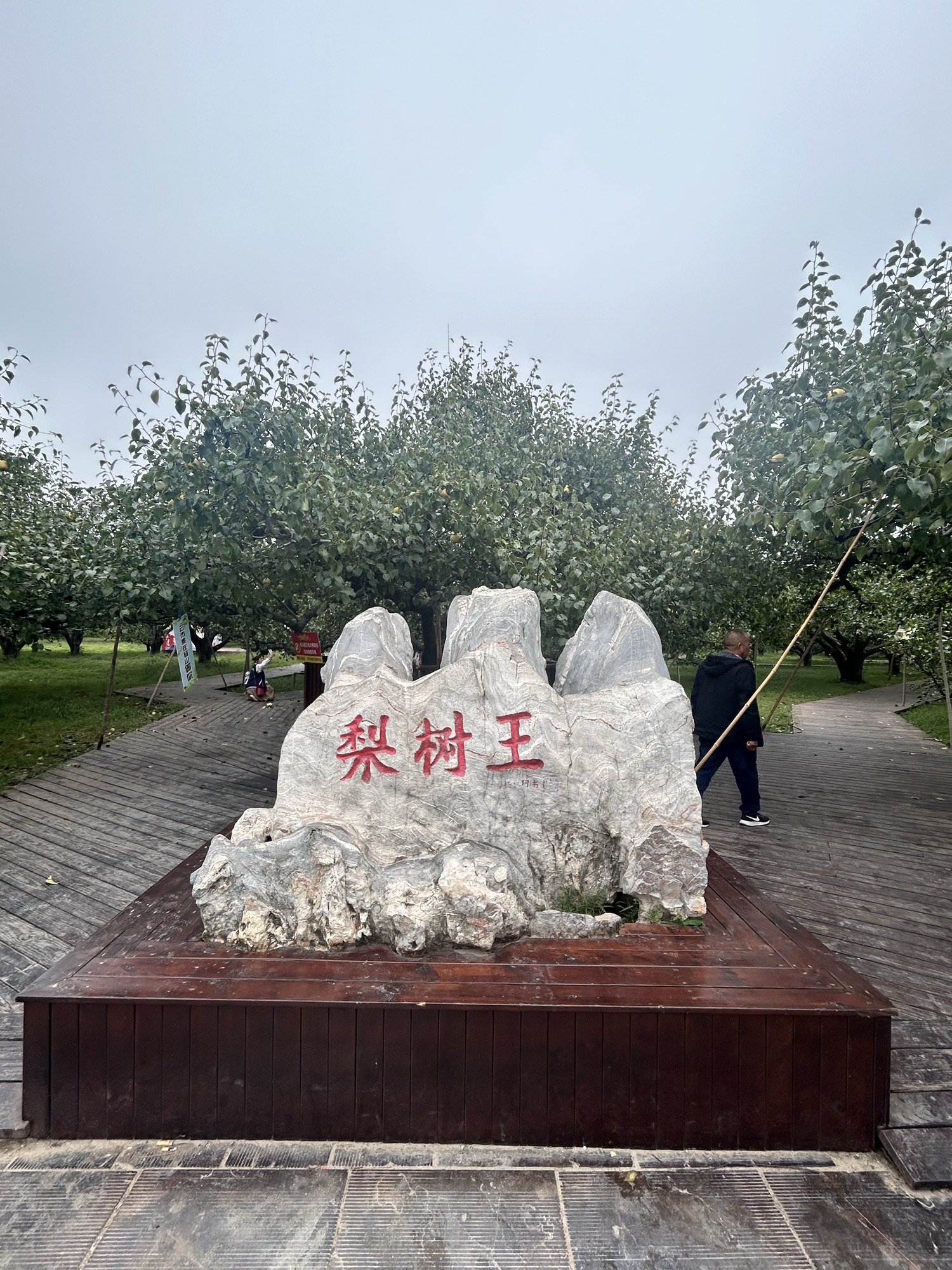 砀山梨树王景区旅行图片 2