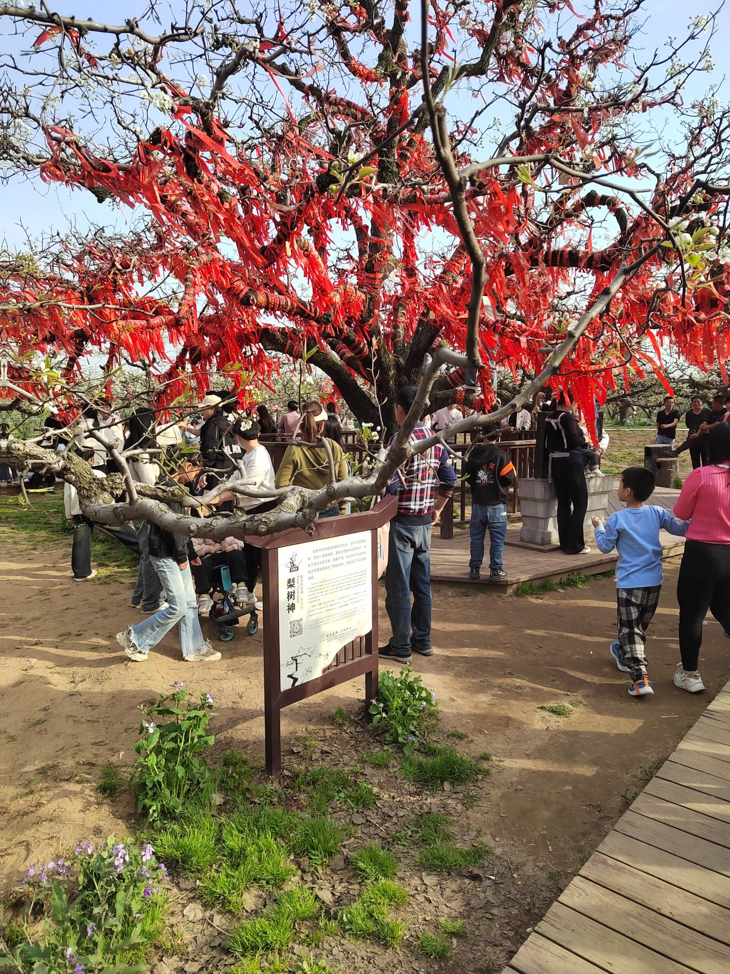 砀山梨树王景区旅行图片 2